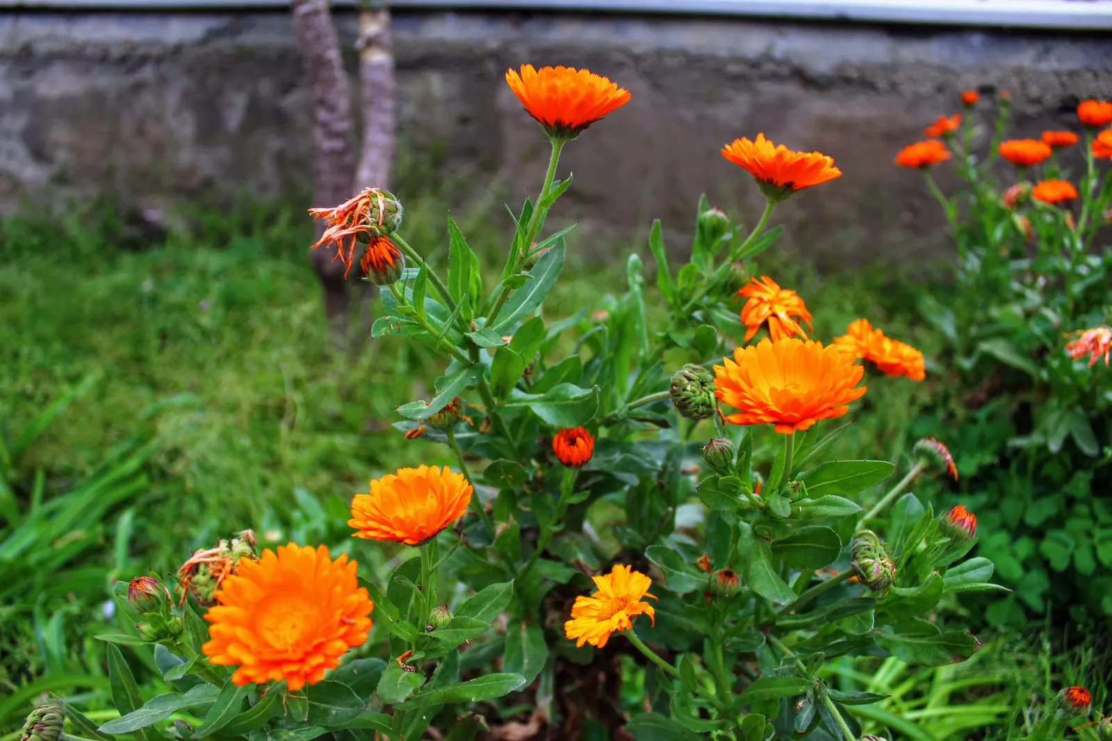 Calendula (Calendula Officinalis) — it typically grows 1-2 feet tall and wide