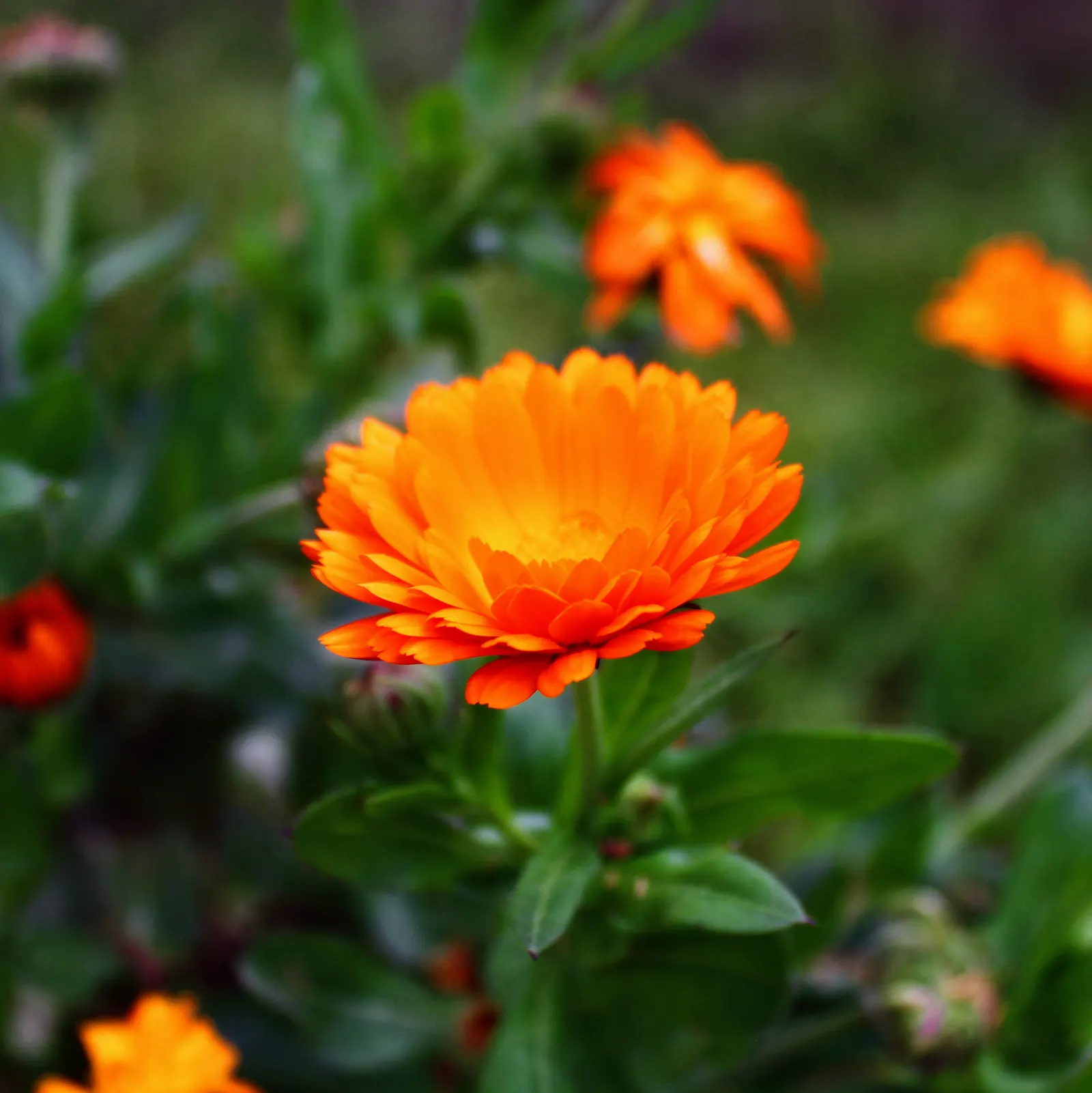Calendula (Calendula Officinalis) — deadheading is recommended to encourage additional blooms
