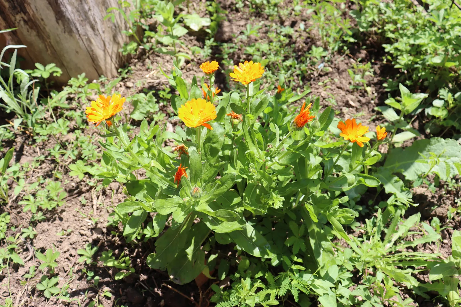 Calendula (Calendula Officinalis) — providing continuous interest and color in the landscape; calendulas attract beneficial insects