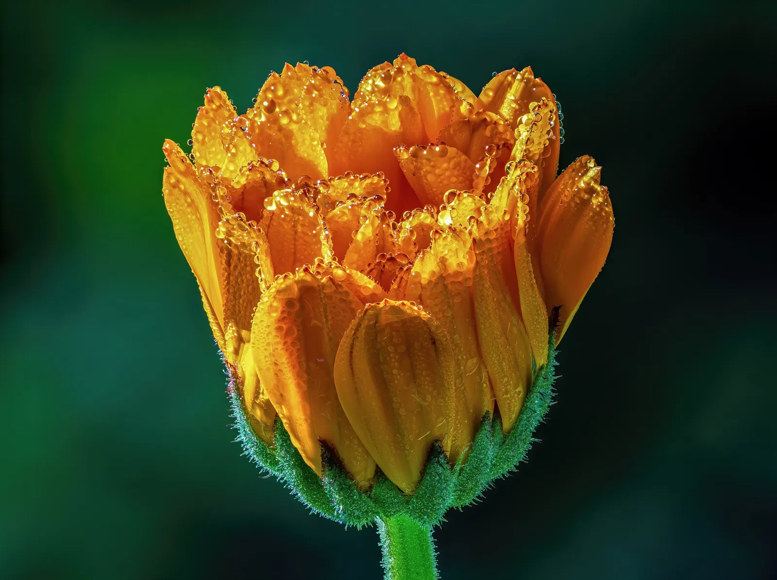 Calendula (Calendula Officinalis) — annual with gold and multi-colored and orange blooms; such as bees and butterflies, image 89