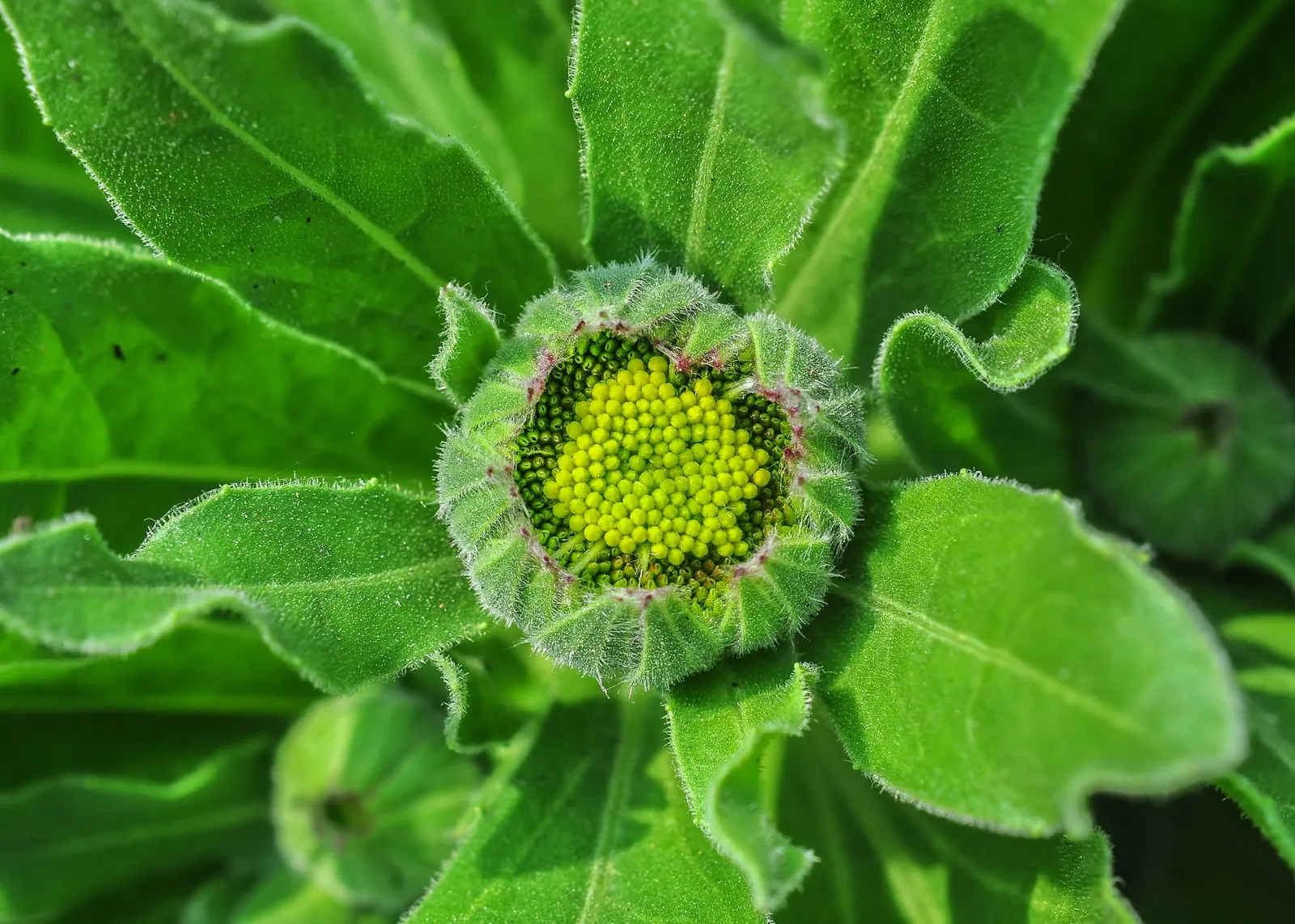 Calendula (Calendula Officinalis) — commonly known as pot marigold; it typically grows 1-2 feet tall and wide, image 91
