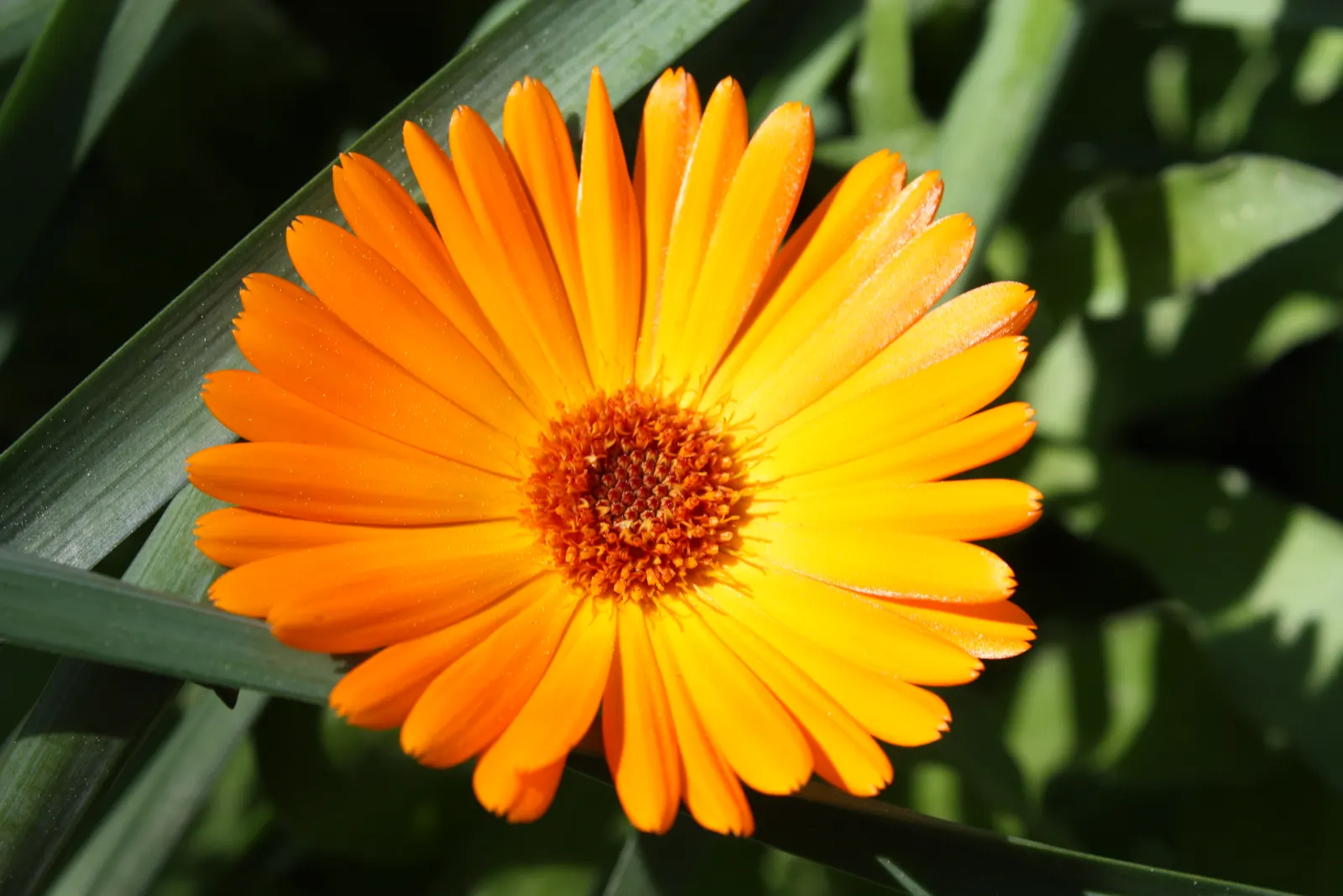 Calendula (Calendula Officinalis) — incorporating Calendula officinalis into a garden provides a low-maintenance
