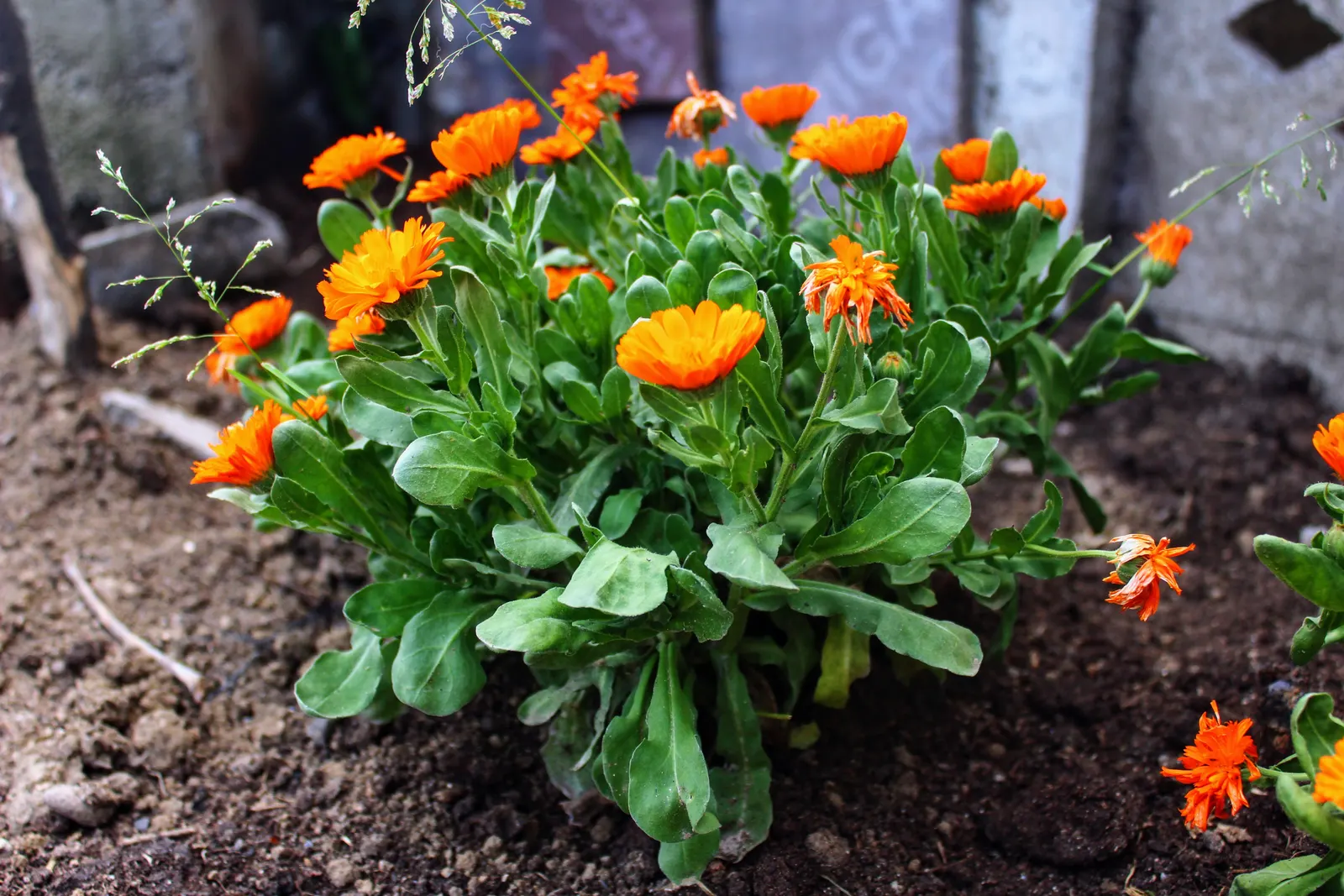 Calendula (Calendula Officinalis) — Calendulas attract beneficial insects
