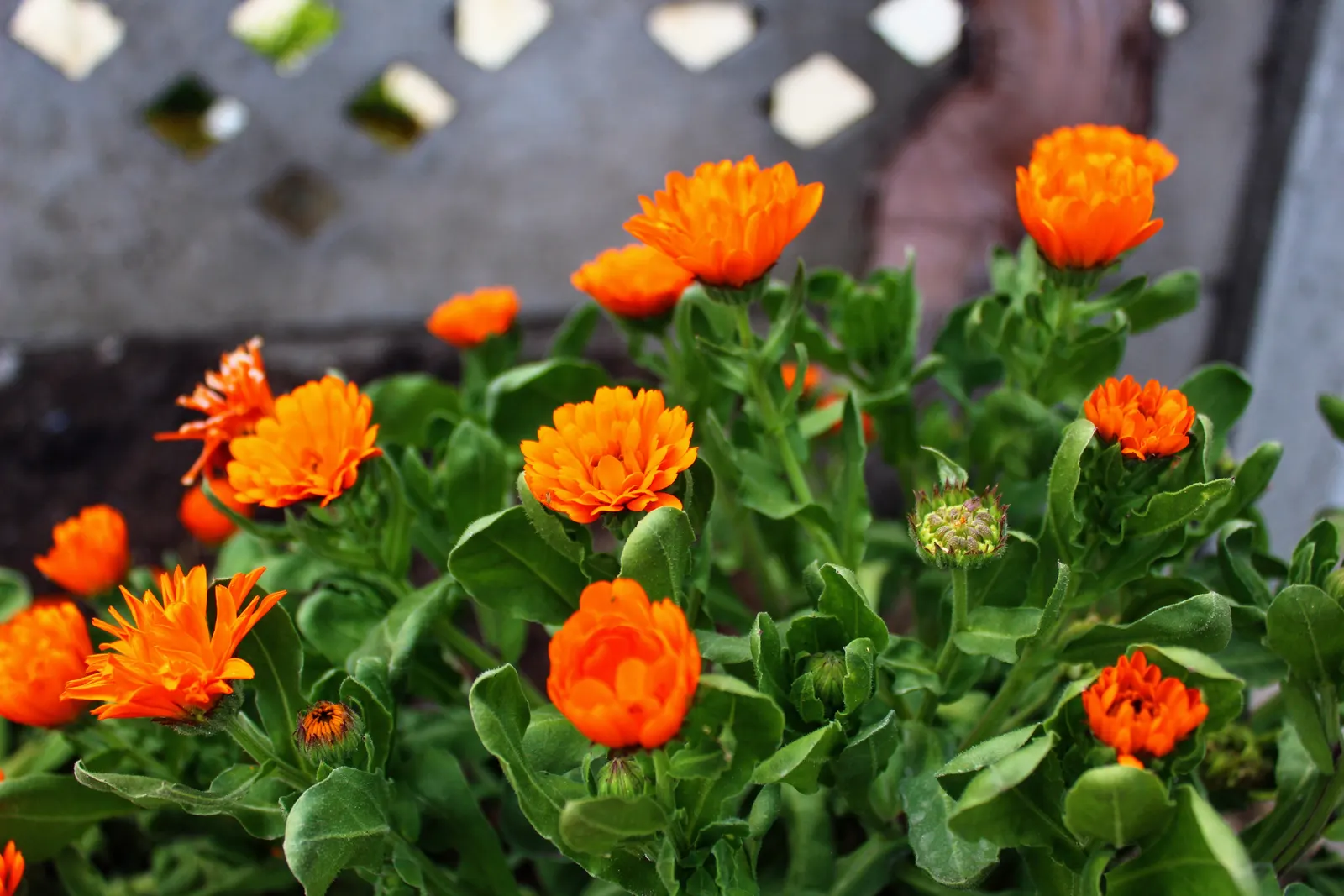 Calendula (Calendula Officinalis) — which typically span 2 to 3 inches in diameter; enhancing the biodiversity of the garden.<br><br>In terms of, image 72