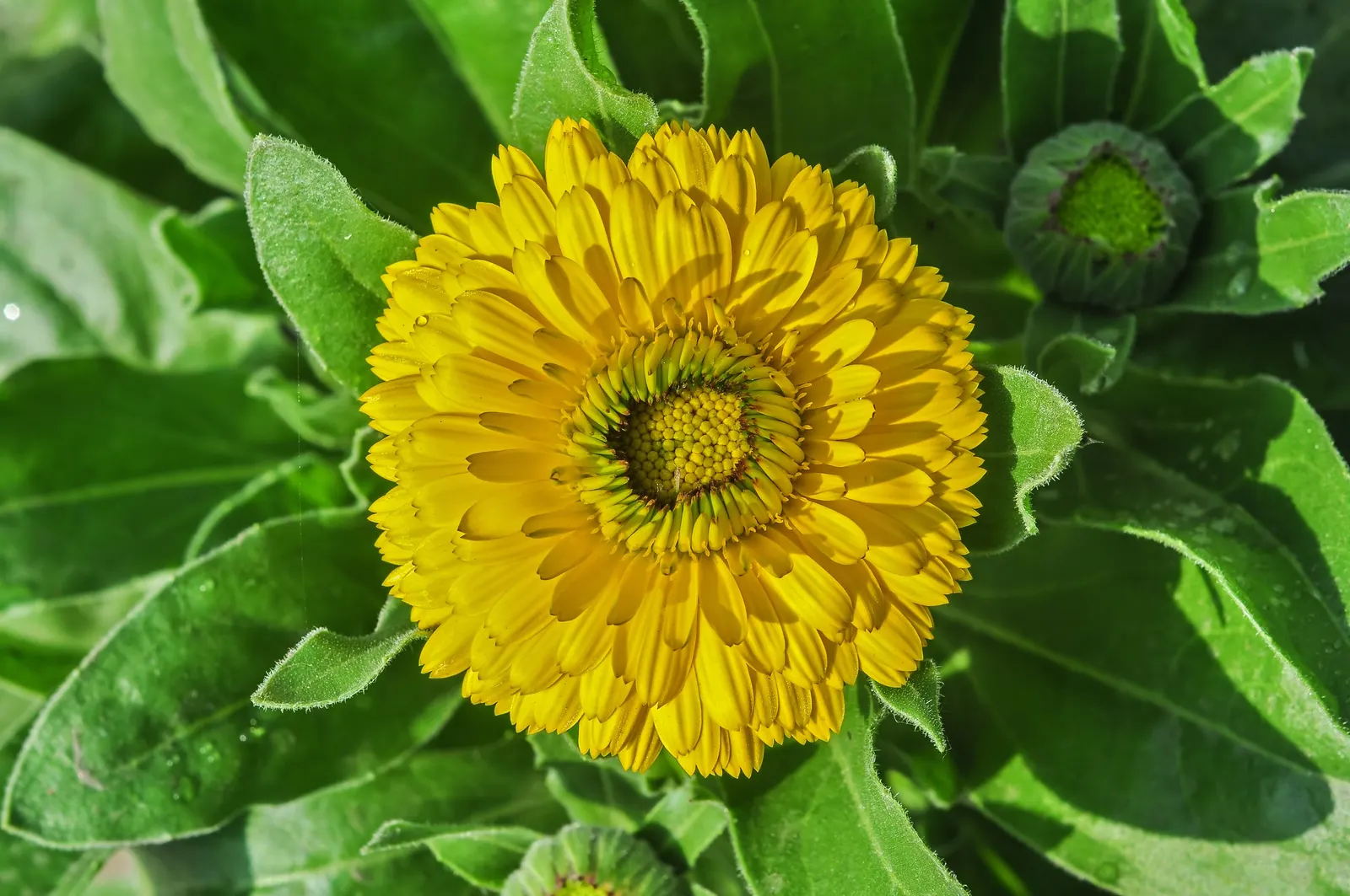 Calendula (Calendula Officinalis) — incorporating Calendula officinalis into a garden provides a low-maintenance; annual with gold and, image 86