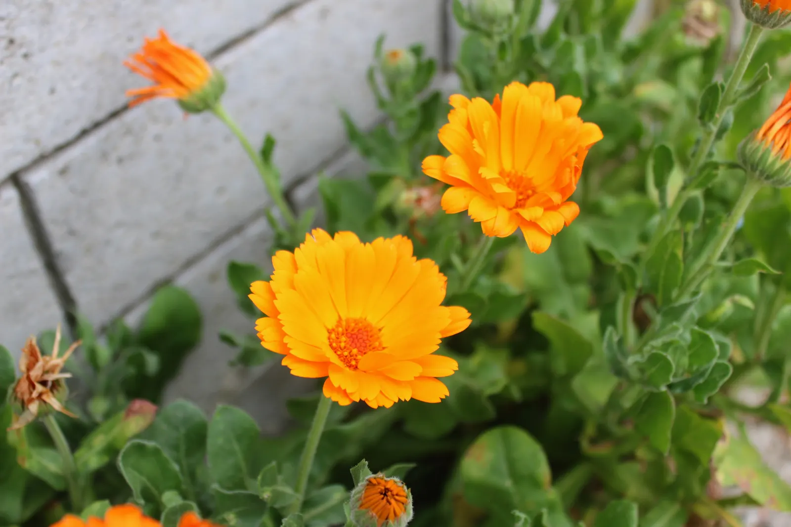 Calendula (Calendula Officinalis) — Calendulas flourish in full sun to partial shade and are adaptable to a range of soil conditions; gold and multi-colored