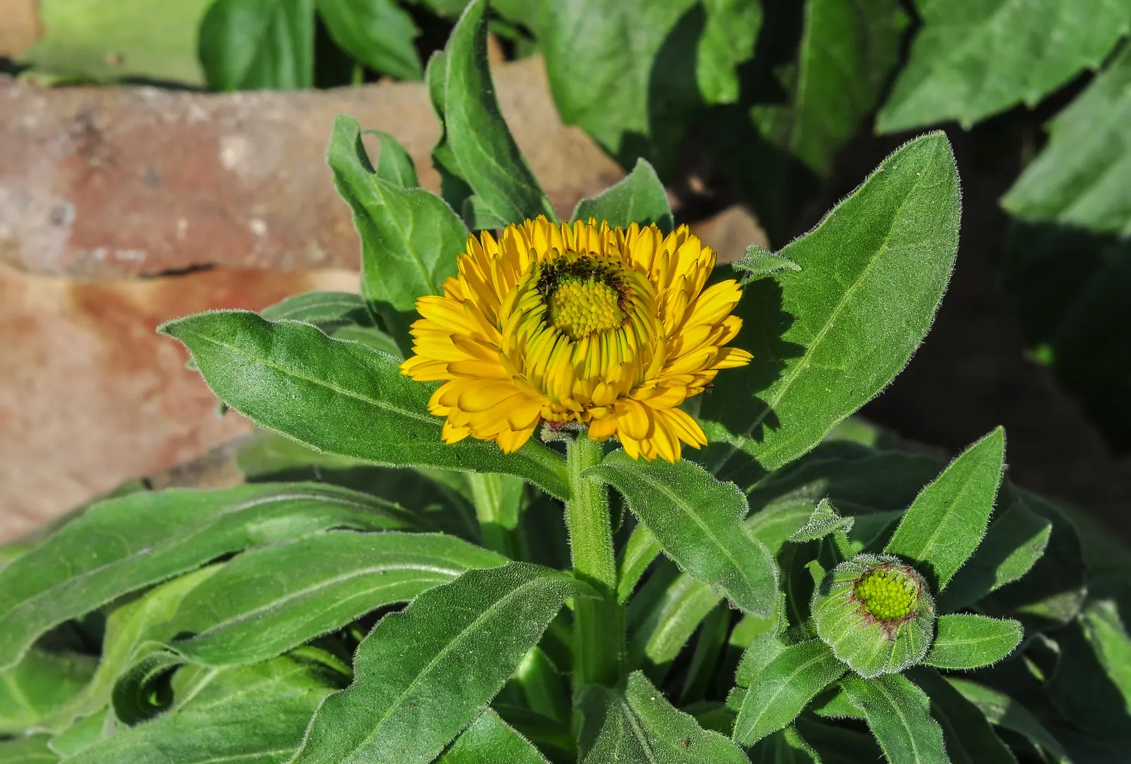 Calendula (Calendula Officinalis) — though they prefer moderately fertile; this plant prefers full sun to partial shade and well-drained soil, image 74
