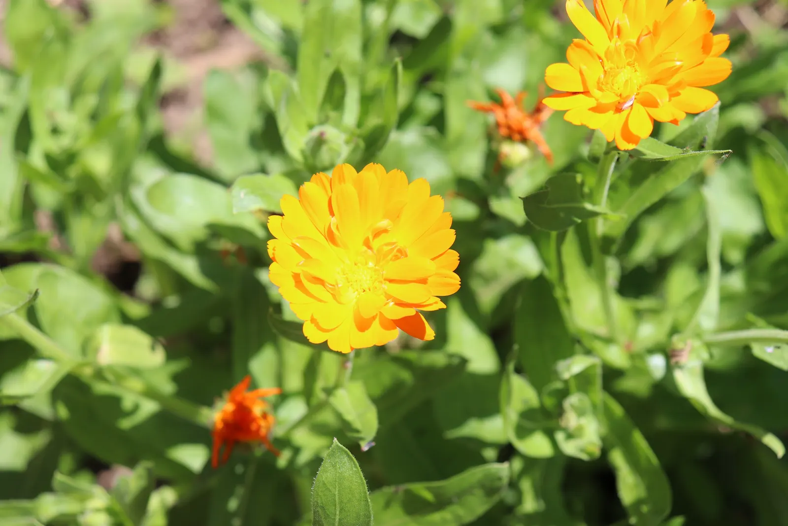 Calendula (Calendula Officinalis) — it typically grows 1-2 feet tall and wide; for the landscape designer, image 64