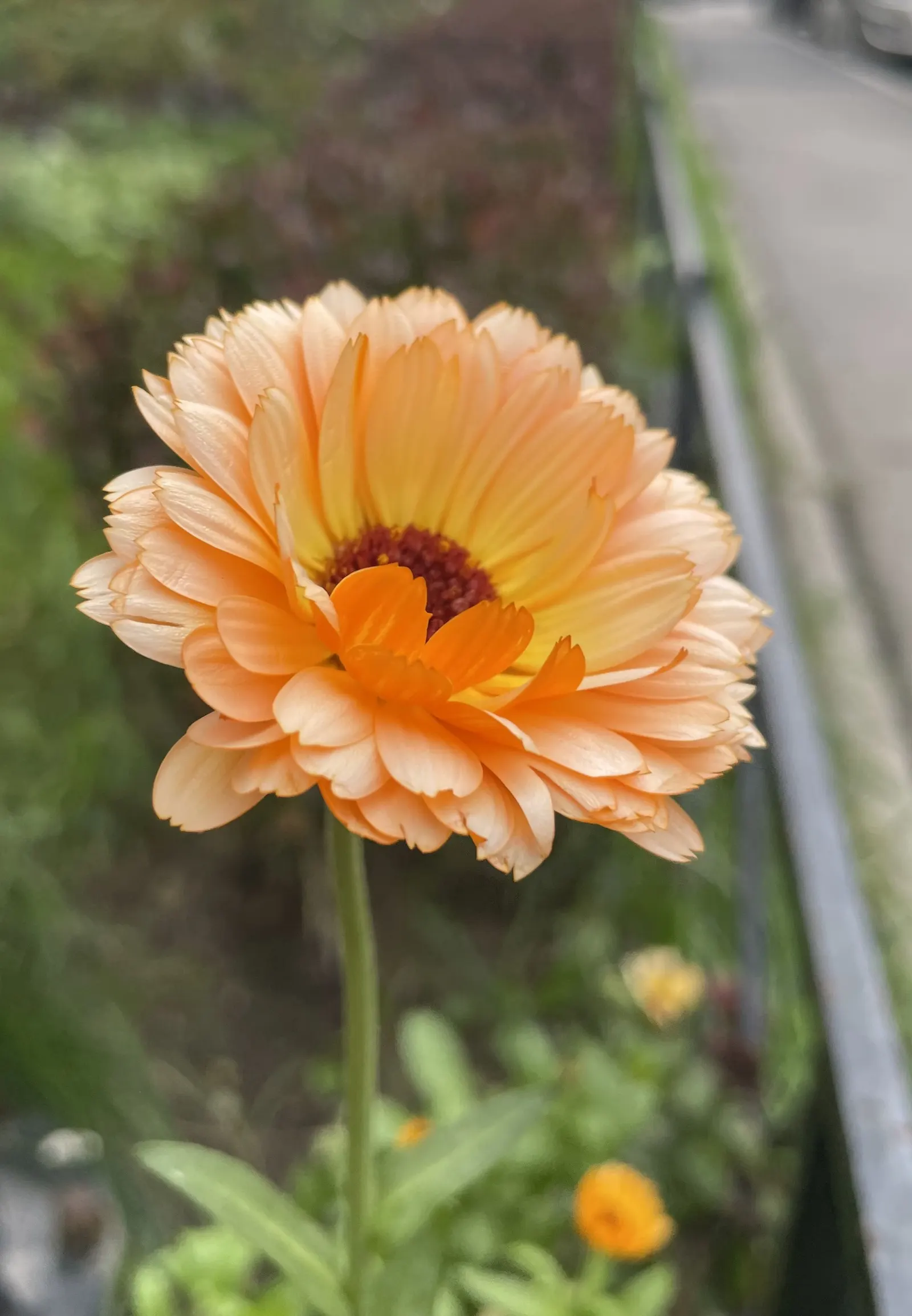 Calendula (Calendula Officinalis) — This vigorous plant is renowned for its cheerful yellow to deep orange composite flowers; though they prefer moderately