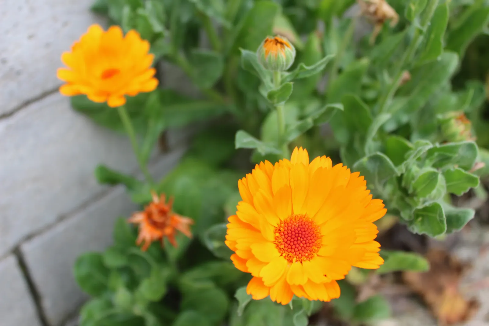 Calendula (Calendula Officinalis) — attracting beneficial pollinators while being deer-resistant