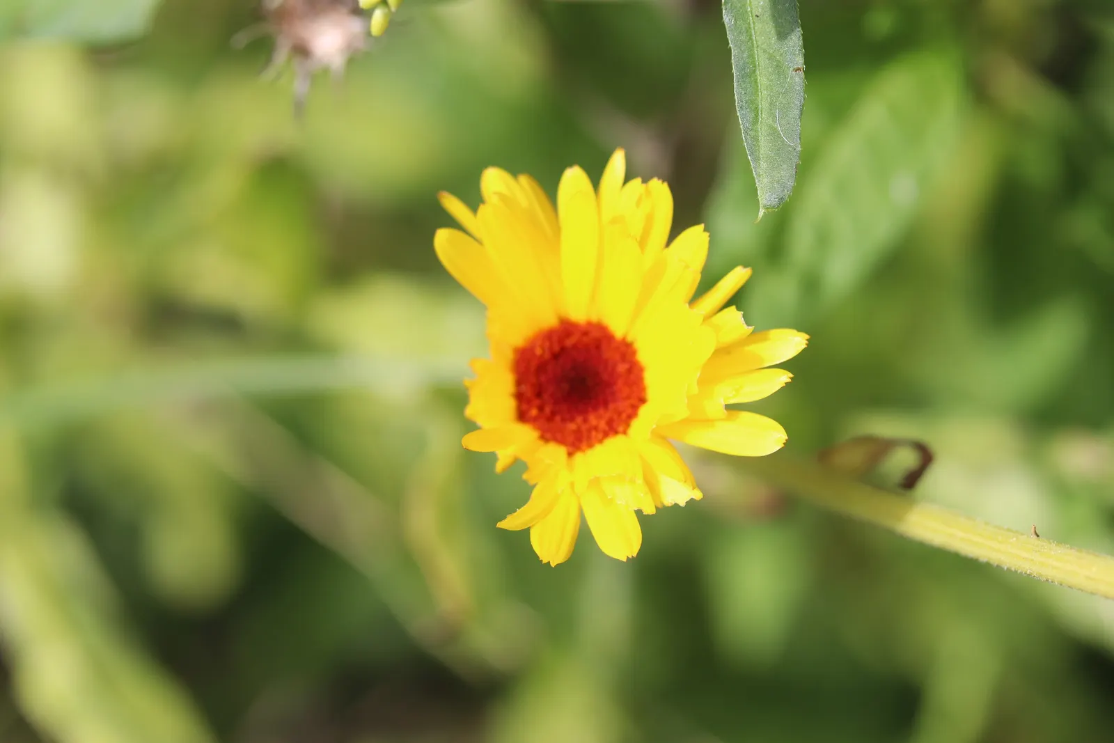 Calendula (Calendula Officinalis) — Calendulas offer extended blooms from early summer until frost; commonly known as pot marigold or Calendula officinalis