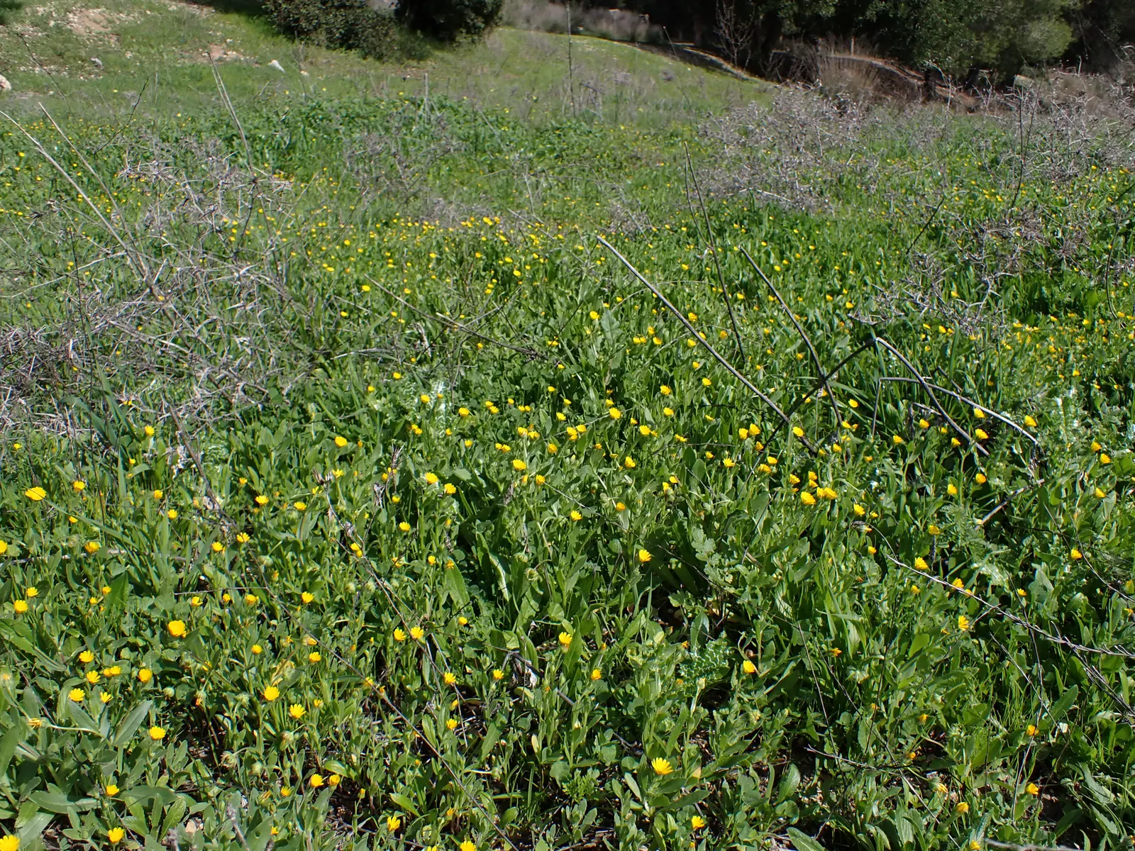 Calendula (Calendula Officinalis) — such as bees and butterflies; and as gap fillers in mixed beds, image 80