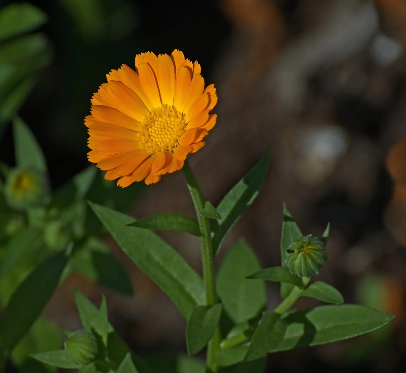Calendula (Calendula Officinalis) — is an herbaceous perennial that is often grown as an annual in colder climates; attracting beneficial, image 70