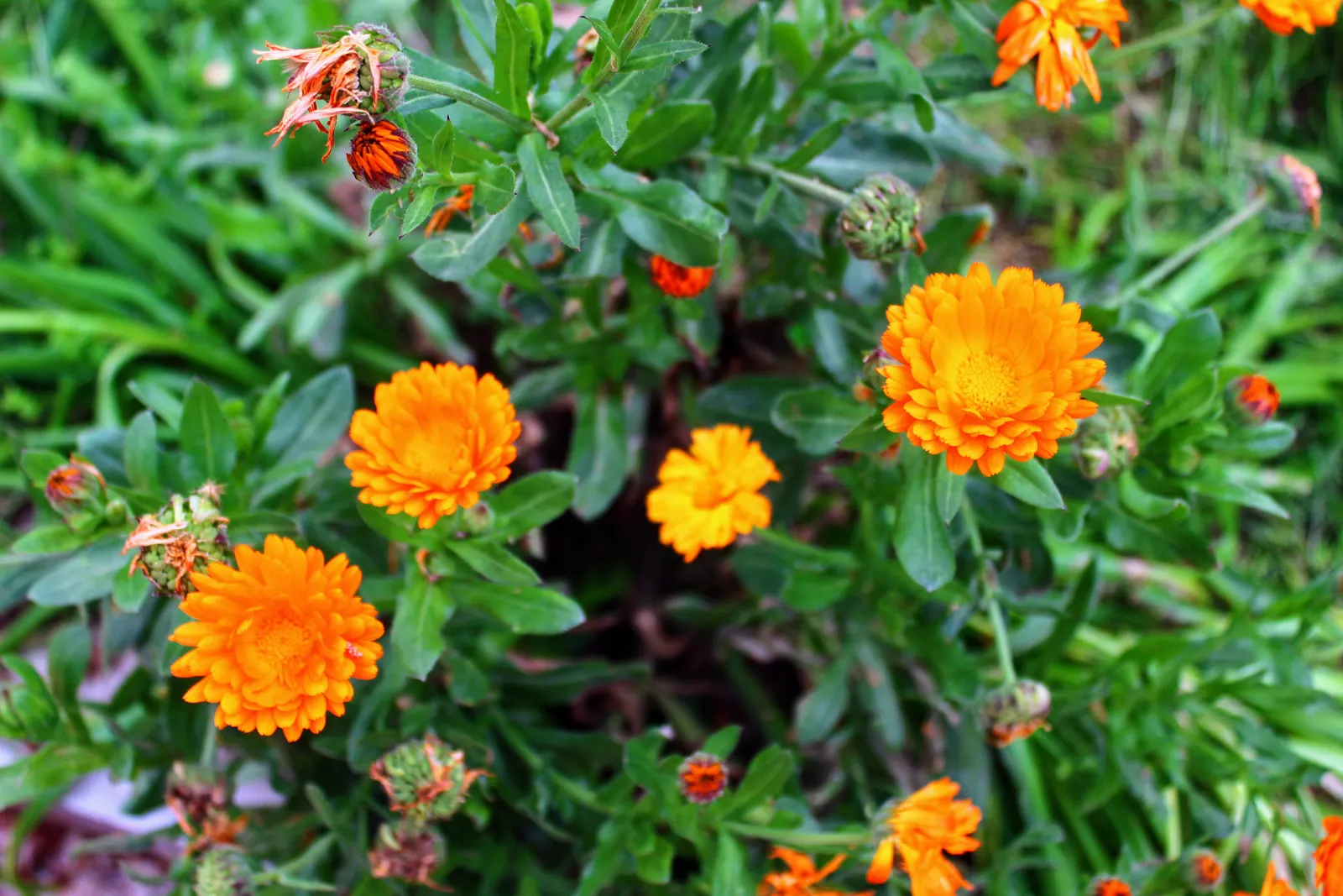 Calendula (Calendula Officinalis) — daisy-like flowers in warm hues of yellow and orange; their vibrant flowers are edible and have been traditionally used for