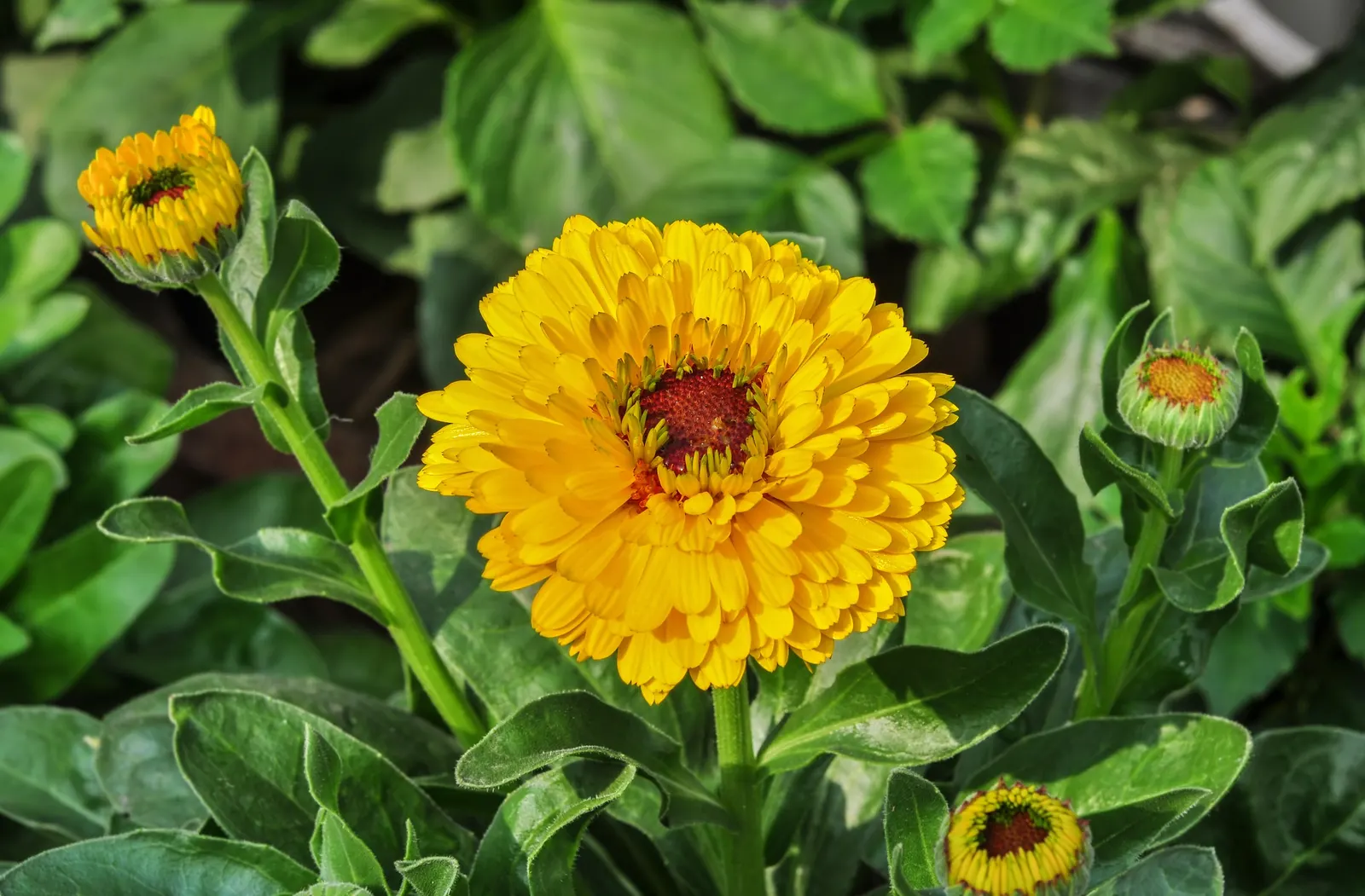 Calendula (Calendula Officinalis) — consistent moisture will result in optimal growth and flowering; they reach a mature height of about 12 to 24, image 84