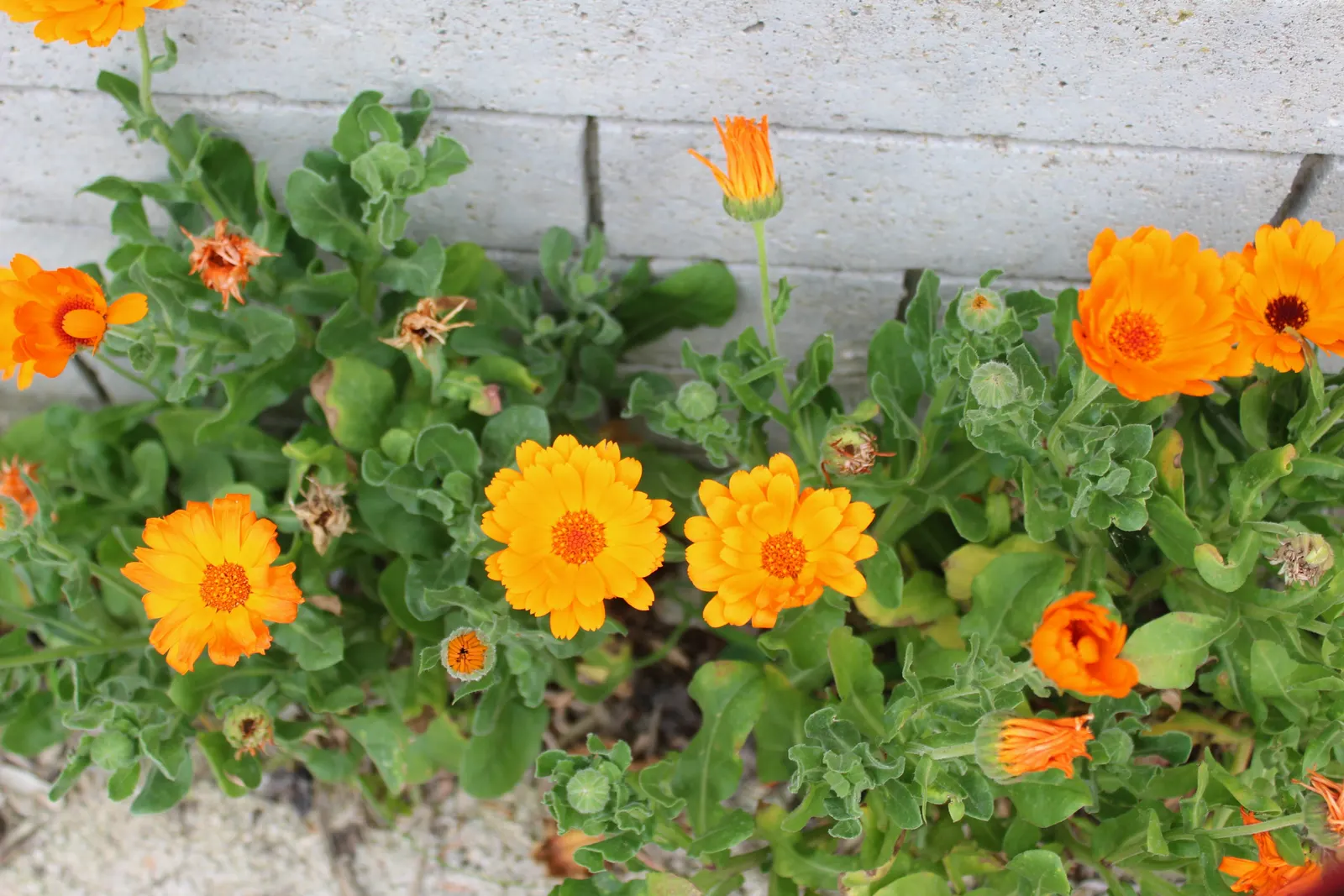Calendula (Calendula Officinalis) — high-yield burst of color that appeals to both the aesthetic and practical sensibilities of any client