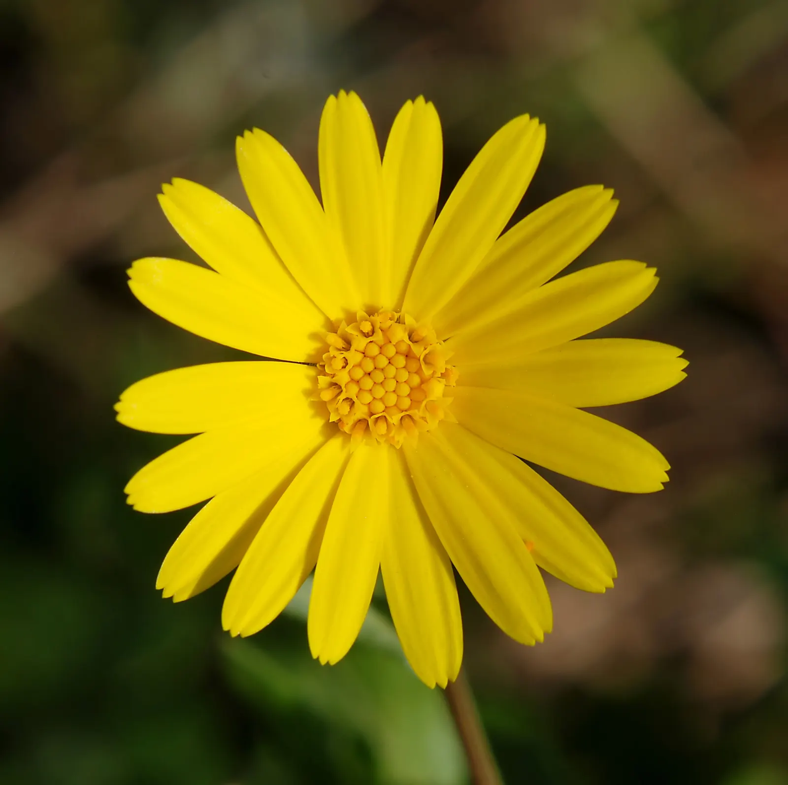 Calendula (Calendula Officinalis) — providing continuous interest and color in the landscape; calendulas attract beneficial insects, image 76