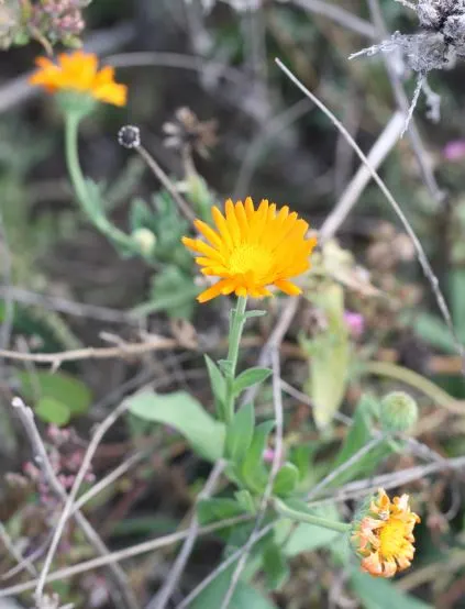 Calendula (Calendula Officinalis) — Calendulas offer extended blooms from early summer until frost; commonly known as pot marigold or Calendula, image 96