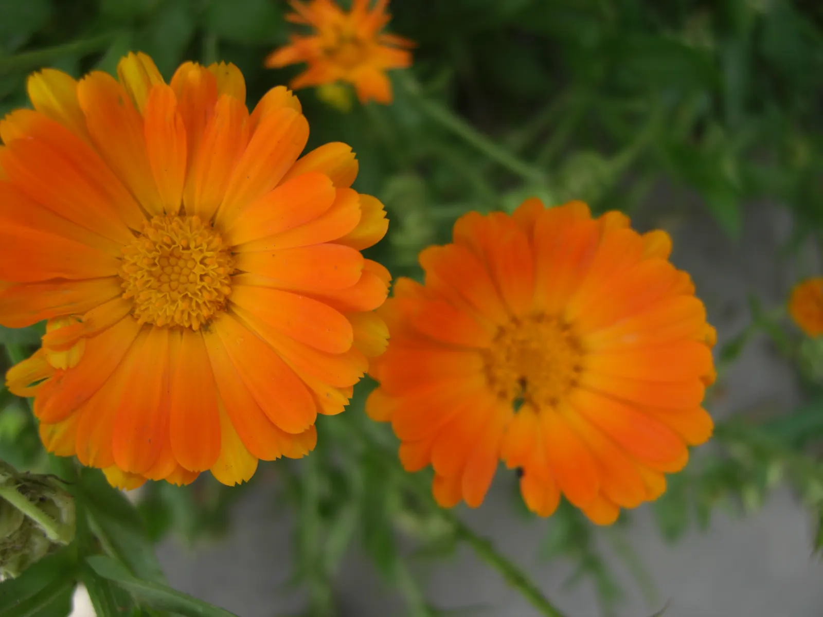 Calendula (Calendula Officinalis) — which typically span 2 to 3 inches in diameter