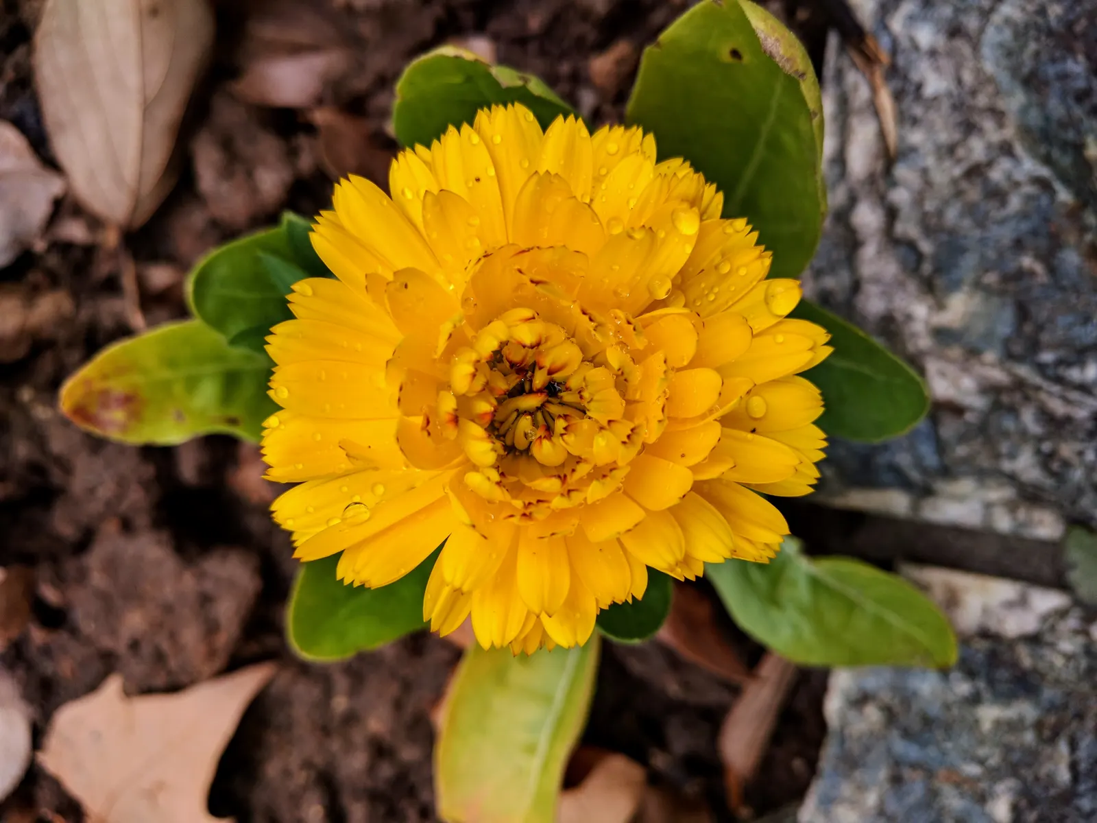 Calendula (Calendula Officinalis) — their vibrant flowers are edible and have been traditionally used for culinary and medicinal purposes; daisy-like flowers