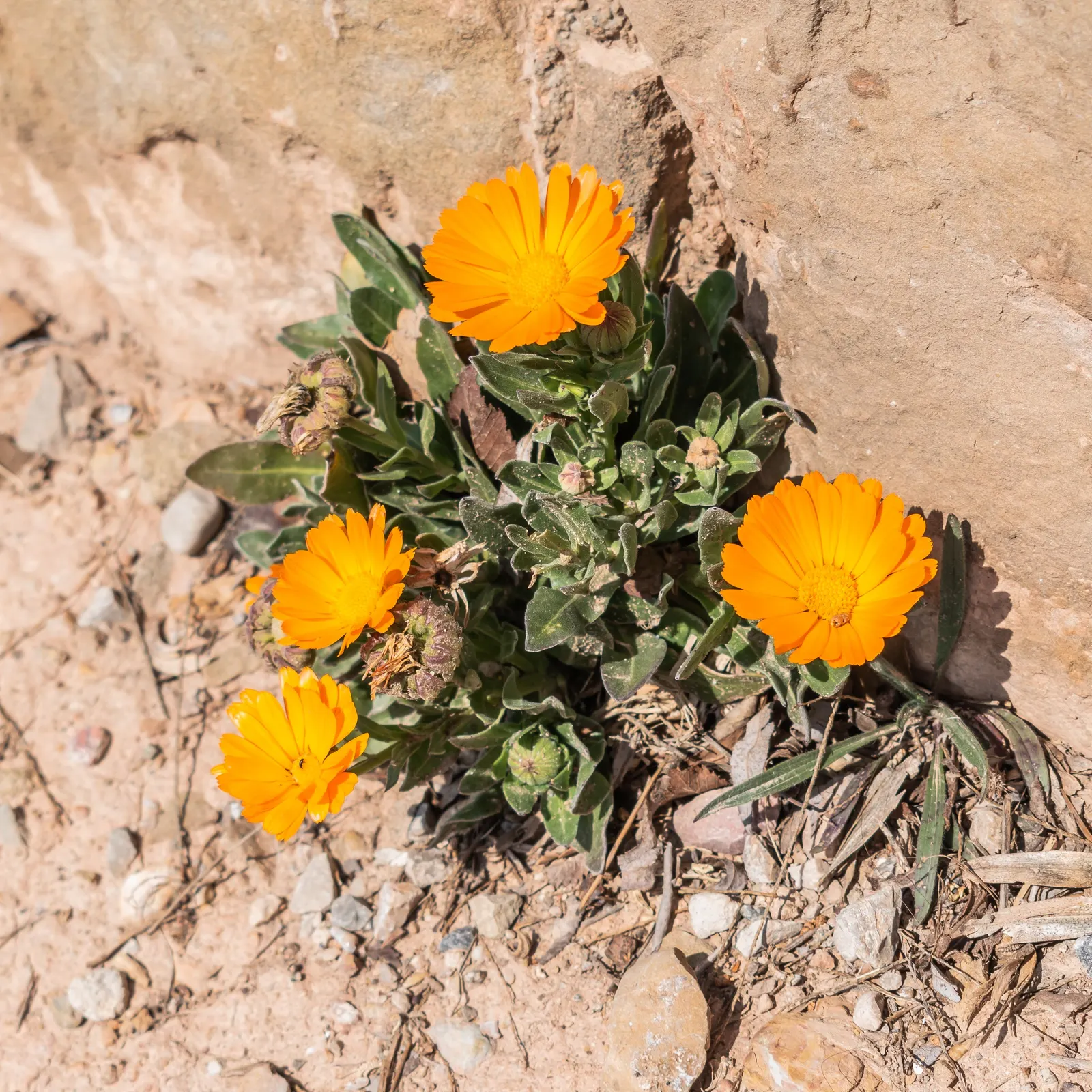 Calendula (Calendula Officinalis) — annual for full; high-yield burst of color that appeals to both the aesthetic and practical sensibilities of any client