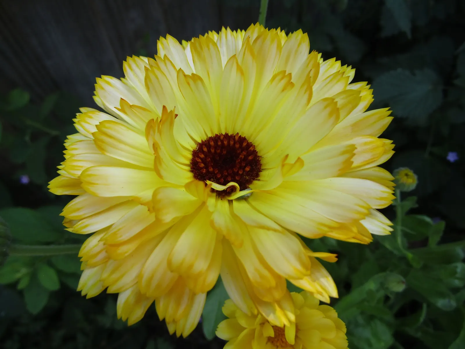 Calendula (Calendula Officinalis) — attracting beneficial pollinators while being deer-resistant; providing continuous interest and color in the landscape