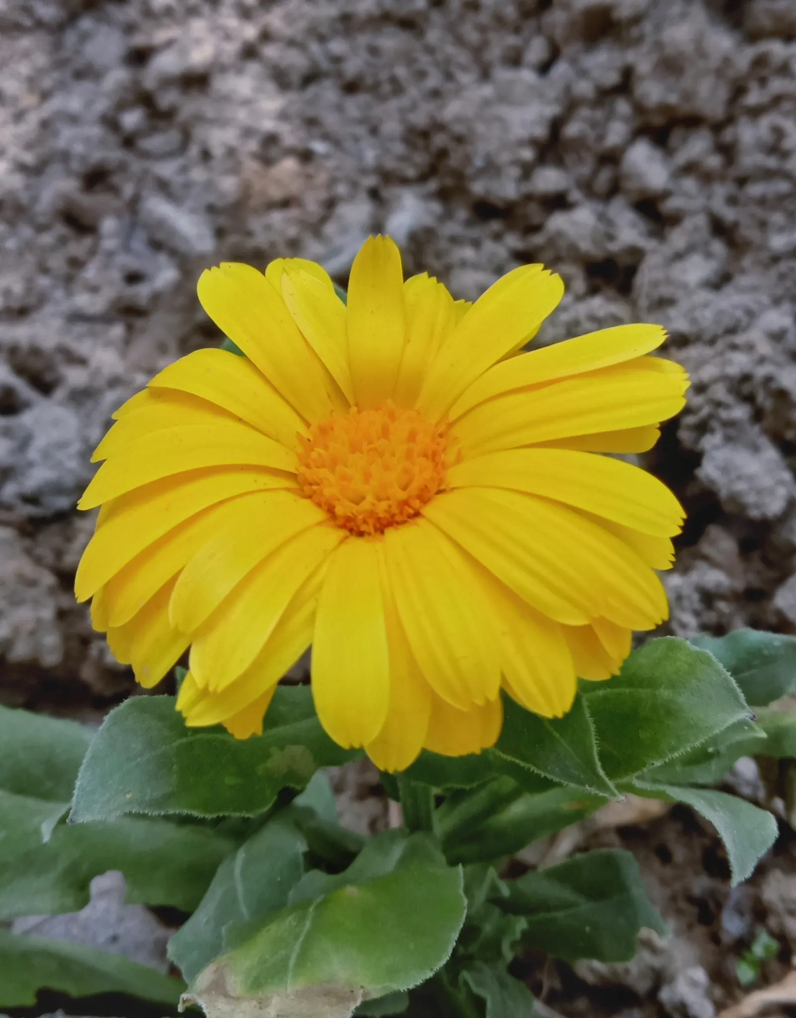 Calendula (Calendula Officinalis) — it typically grows 1-2 feet tall and wide; for the landscape designer, image 94