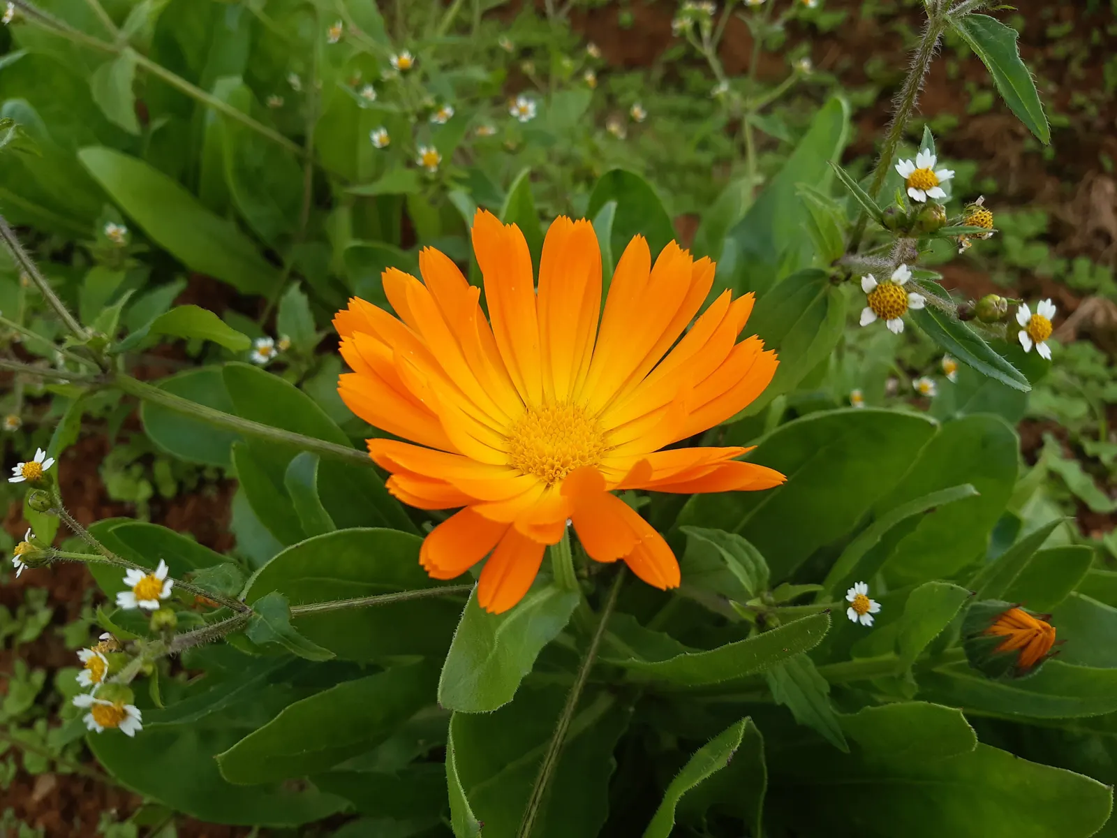 Calendula (Calendula Officinalis) — incorporating Calendula officinalis into a garden provides a low-maintenance; annual with gold and multi-colored and orange