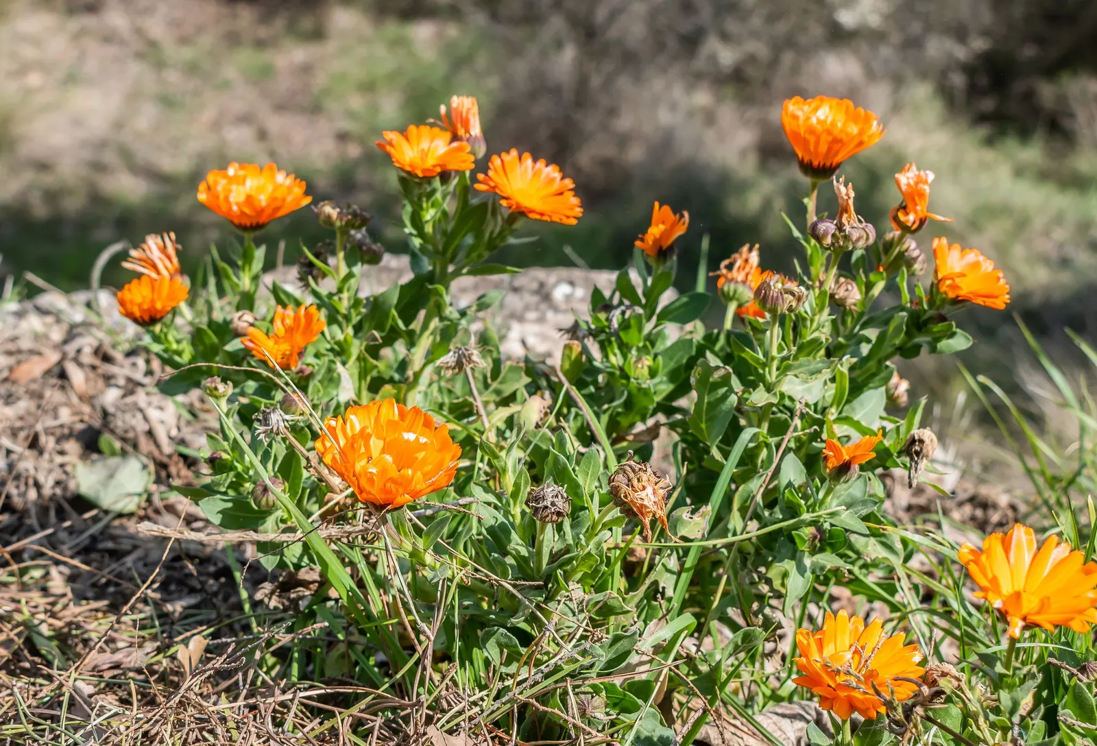 Calendula (Calendula Officinalis) — is an herbaceous perennial that is often grown as an annual in colder climates; attracting beneficial pollinators while