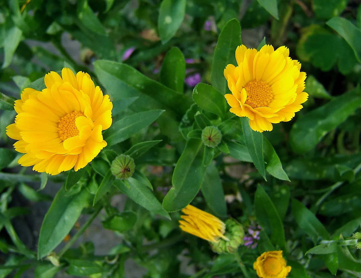 Calendula (Calendula Officinalis) — This vigorous plant is renowned for its cheerful yellow to deep orange composite flowers; though they prefer, image 101