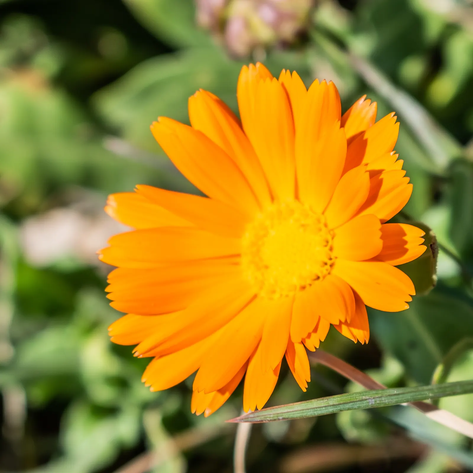 Calendula (Calendula Officinalis) — attracting beneficial pollinators while being deer-resistant; providing continuous interest and color in the, image 67