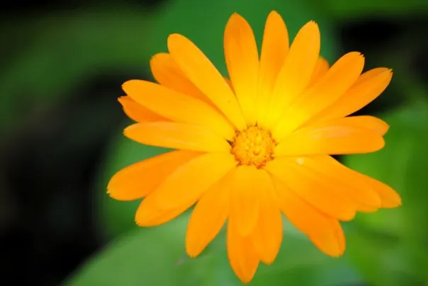 Calendula (Calendula Officinalis) — and as gap fillers in mixed beds; incorporating Calendula officinalis into a garden provides a low-maintenance