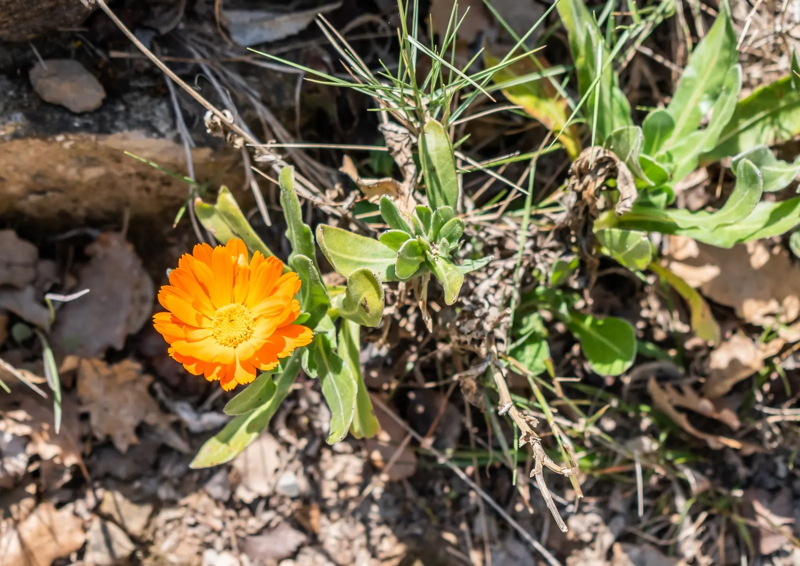 Calendula (Calendula Officinalis) — commonly known as pot marigold; it typically grows 1-2 feet tall and wide