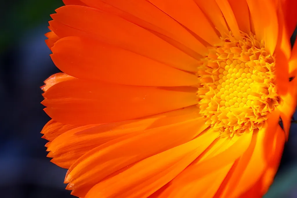 Calendula (Calendula Officinalis) — high-yield burst of color that appeals to both the aesthetic and practical sensibilities of any client, image 87
