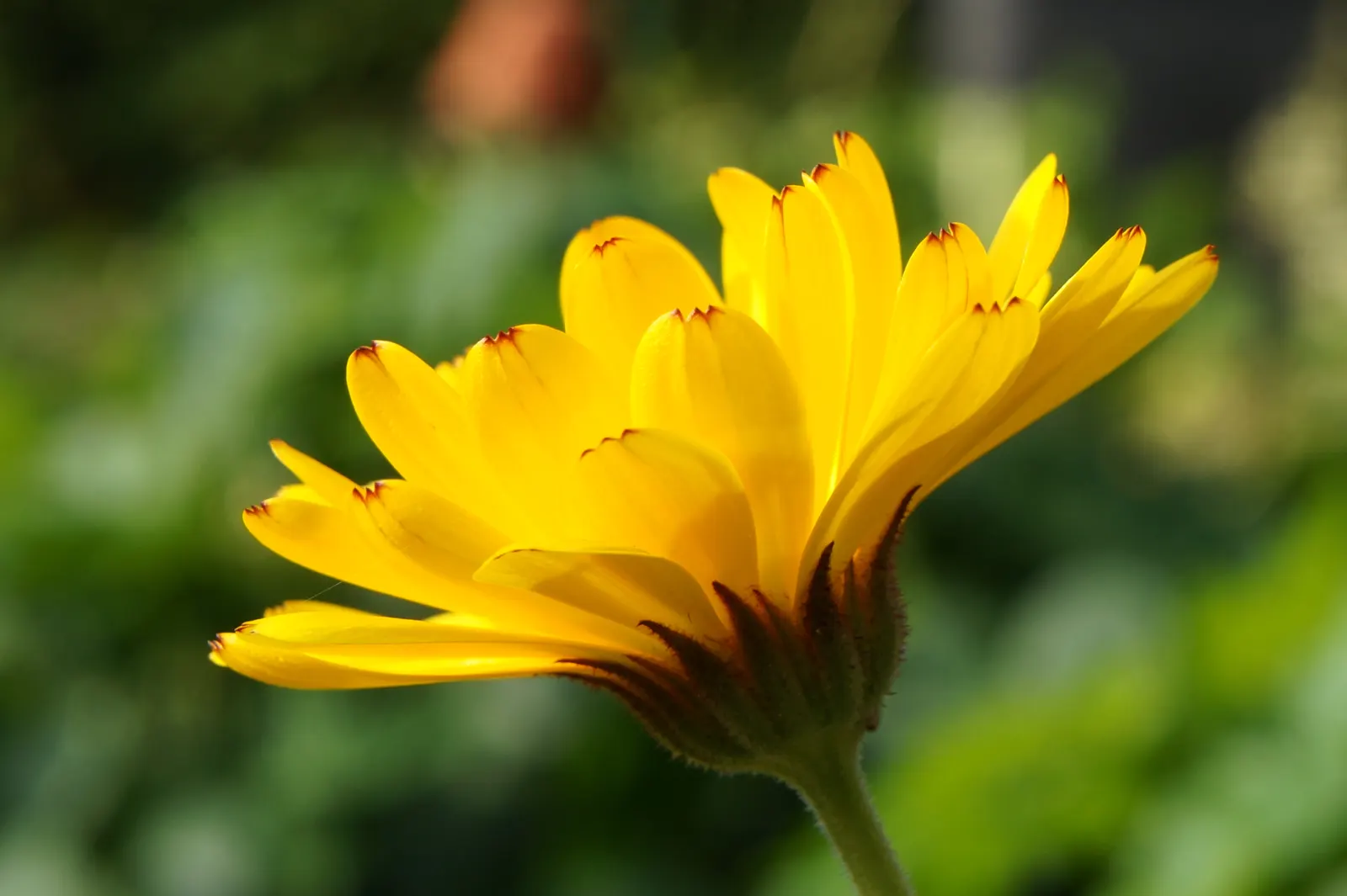 Calendula (Calendula Officinalis) — They reach a mature height of about 12 to 24 inches