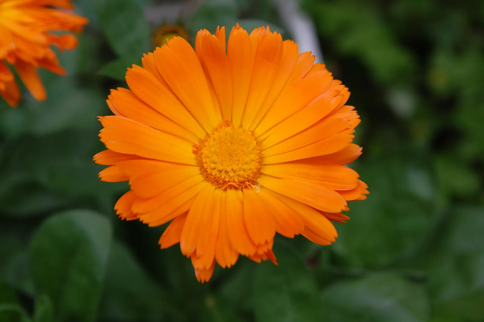 Calendula (Calendula Officinalis) — which typically span 2 to 3 inches in diameter; enhancing the biodiversity of the garden.<br><br>In terms of maintenance