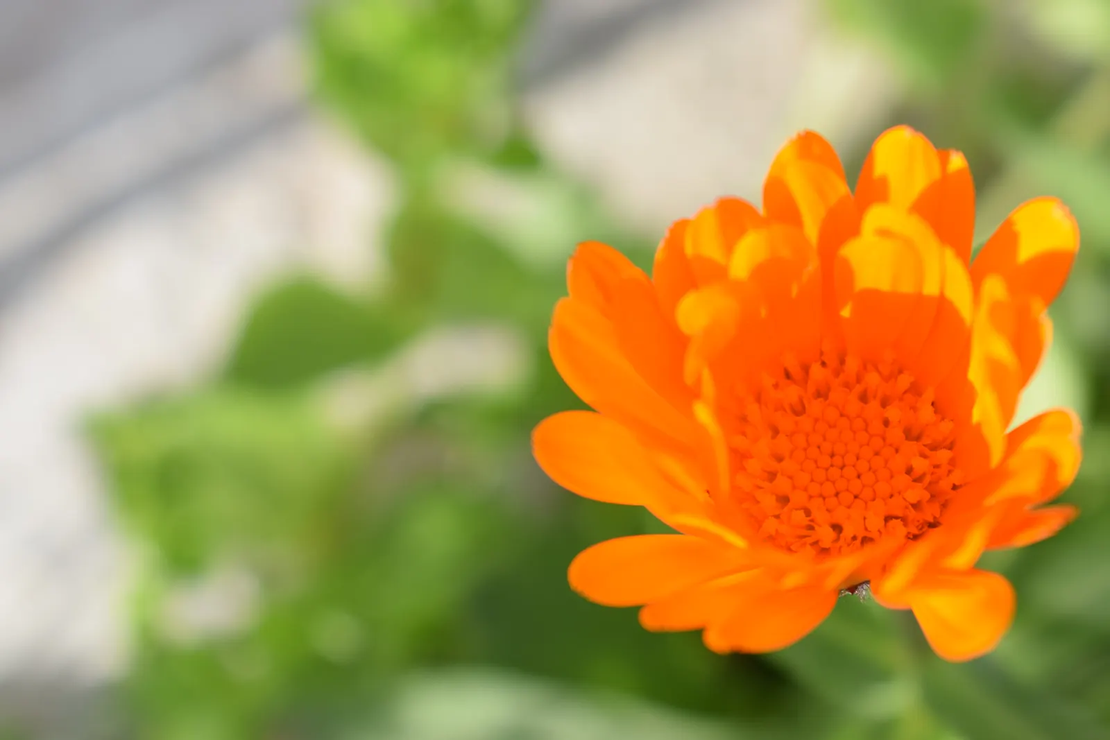Calendula (Calendula Officinalis) — it typically grows 1-2 feet tall and wide; for the landscape designer
