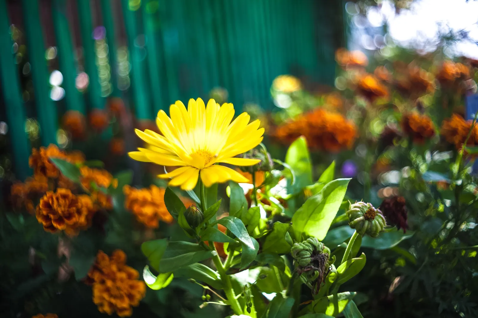 Calendula (Calendula Officinalis) — For the landscape designer; deadheading is recommended to encourage additional blooms
