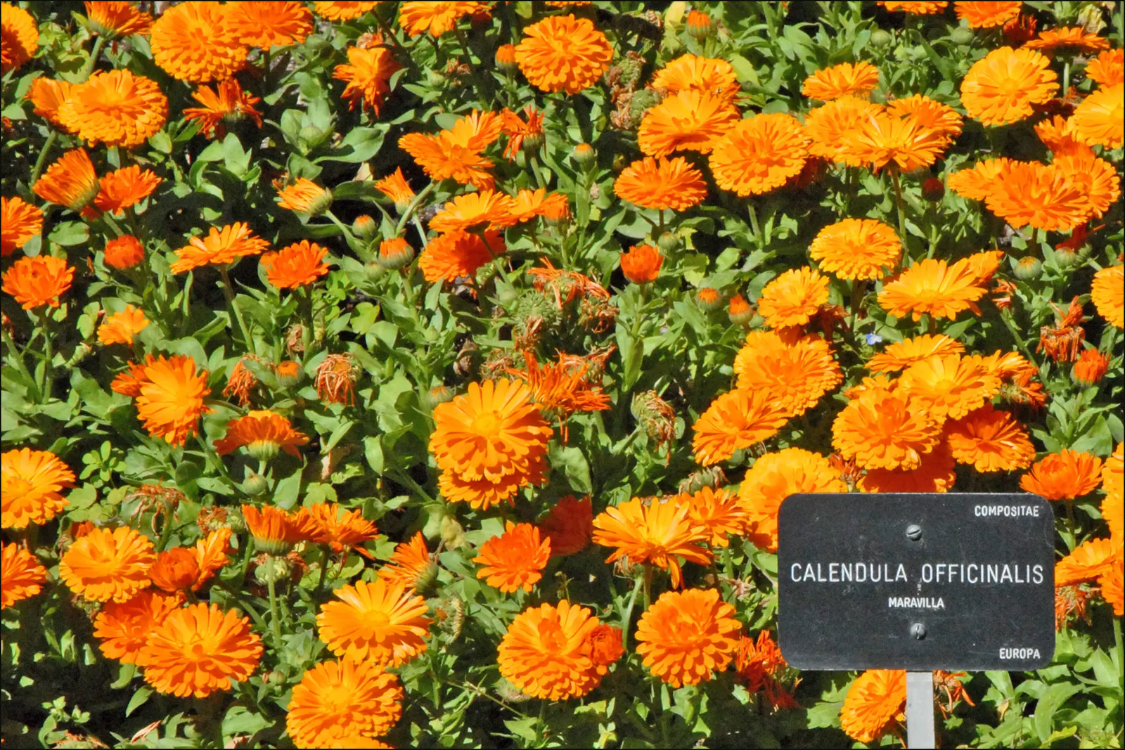 Calendula (Calendula Officinalis) — gold and multi-colored and orange flowers in the garden; calendulas flourish in full sun to partial shade and, image 88