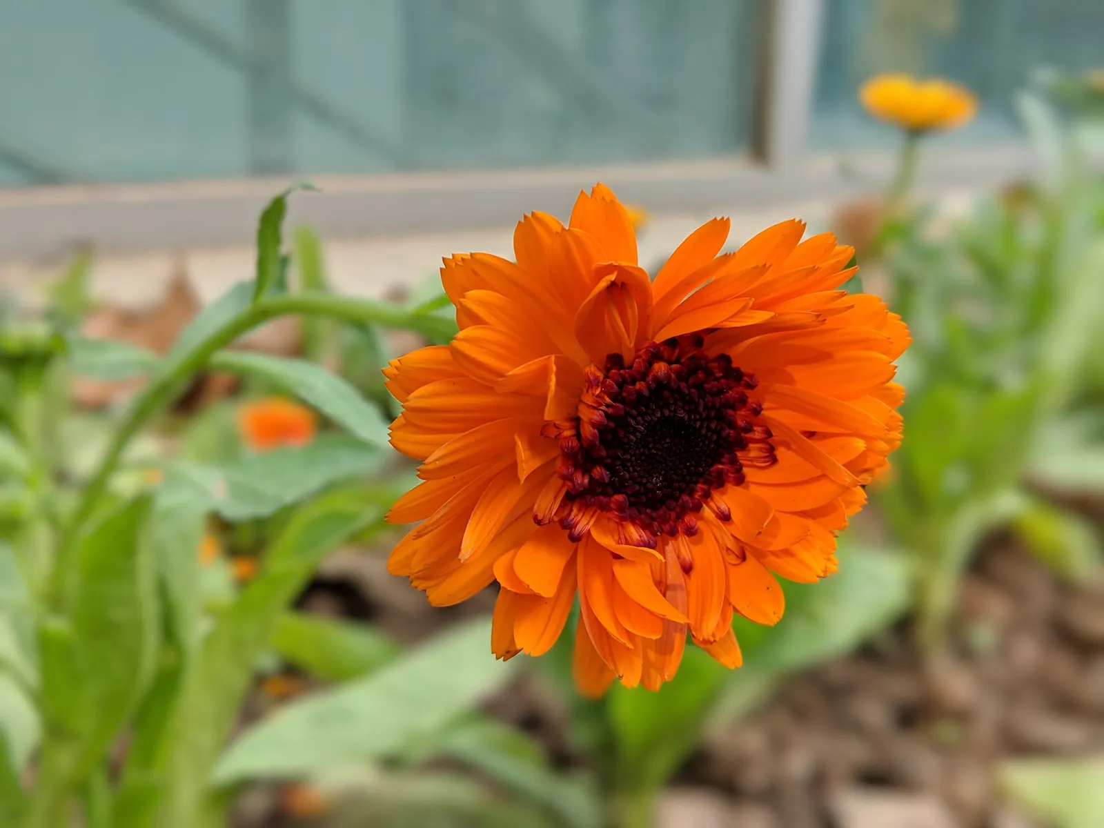 Calendula (Calendula Officinalis) — commonly known as pot marigold or Calendula officinalis