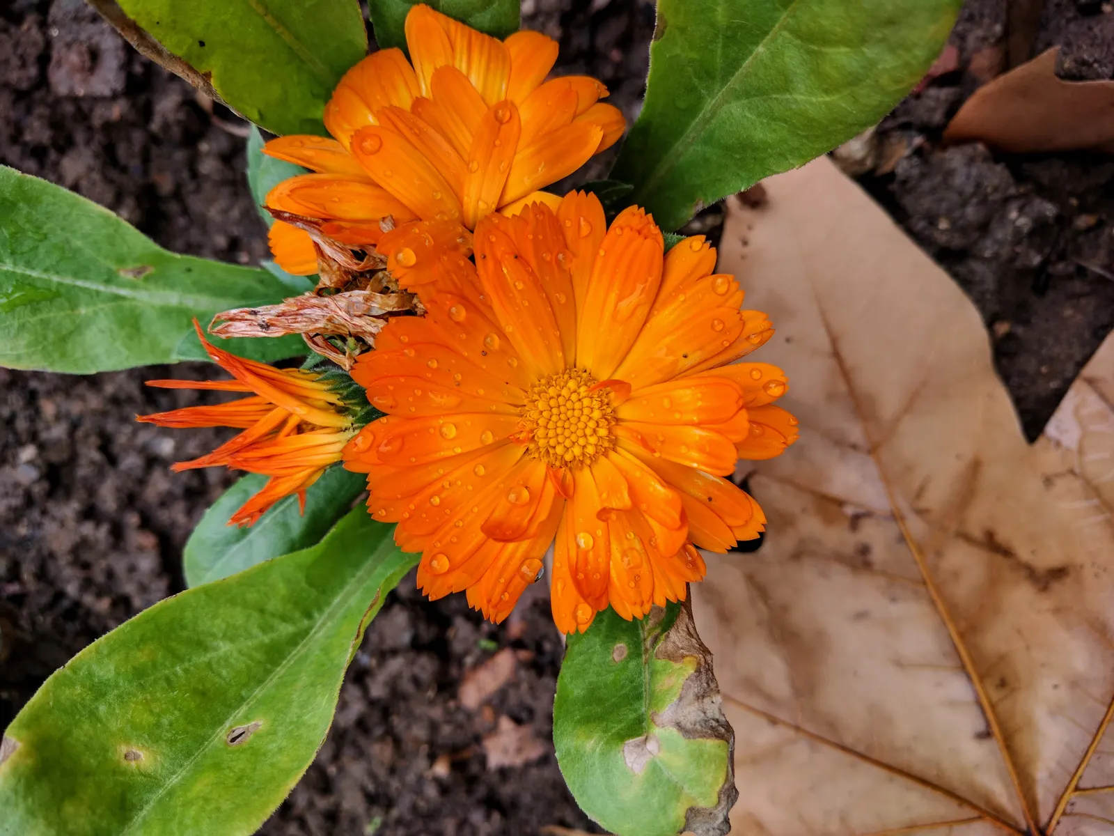 Calendula (Calendula Officinalis) — Calendulas attract beneficial insects; is an herbaceous perennial that is often grown as an annual in colder, image 79