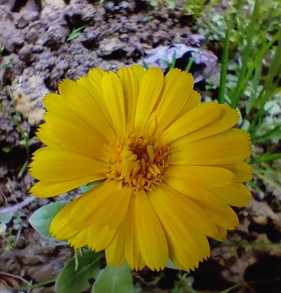 Calendula (Calendula Officinalis) — Ideal for borders and cottage gardens; although they are drought-resistant once established
