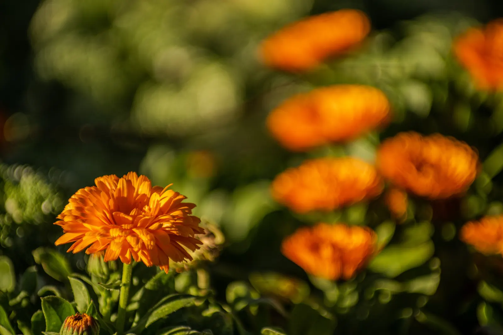 Calendula (Calendula Officinalis) — consistent moisture will result in optimal growth and flowering