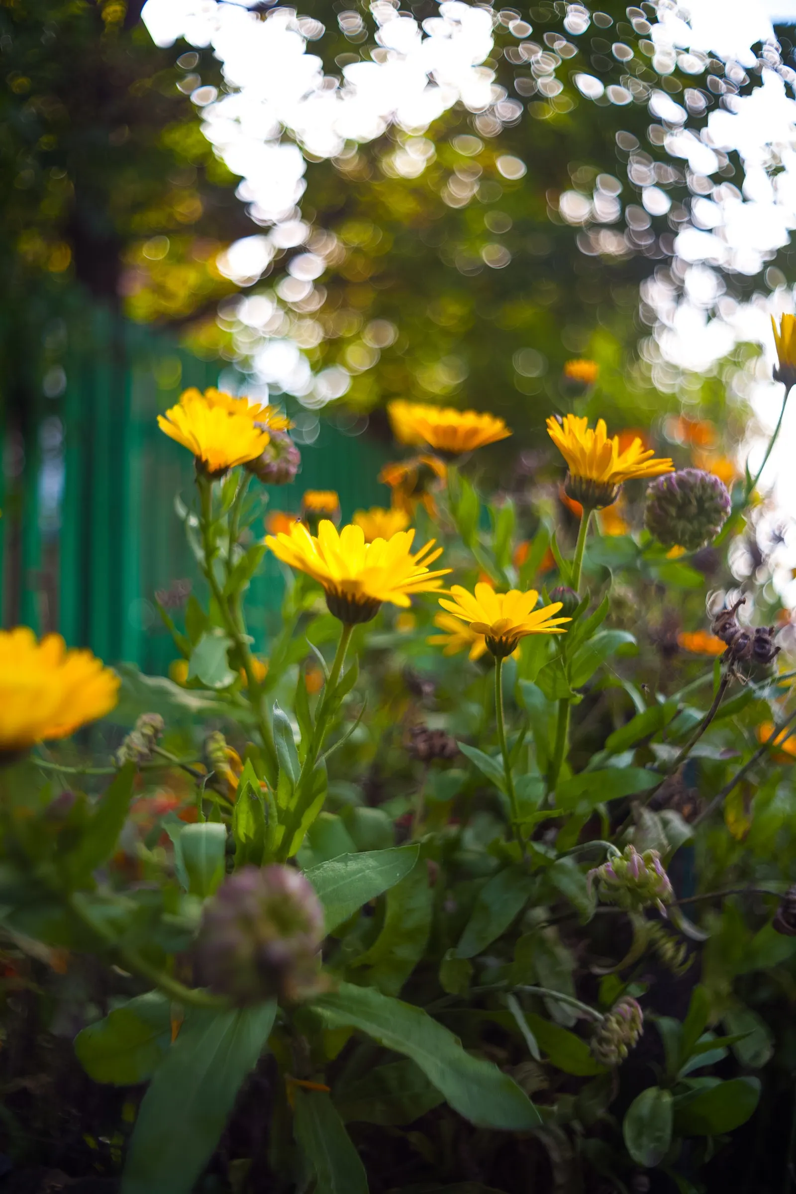 Calendula (Calendula Officinalis) — annual for full