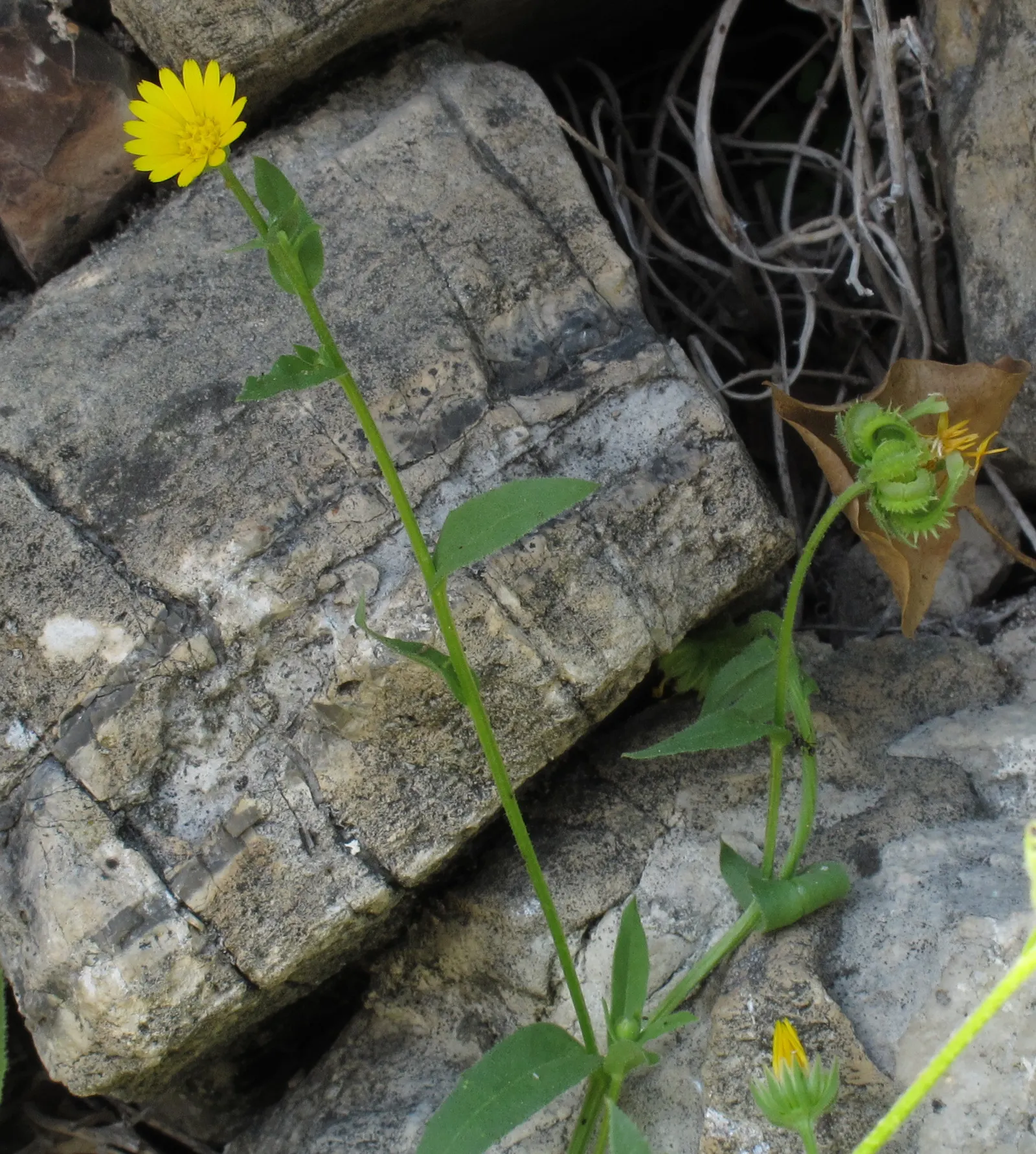 Calendula (Calendula Officinalis) — Ideal for borders and cottage gardens; although they are drought-resistant once established, image 98