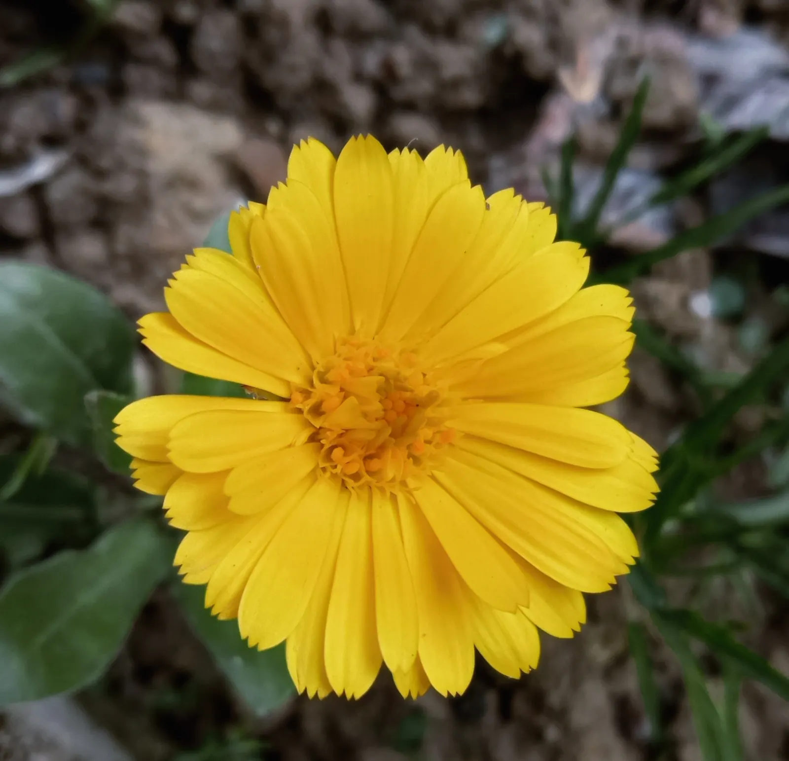 Calendula (Calendula Officinalis) — Ideal for borders and cottage gardens; although they are drought-resistant once established, image 68