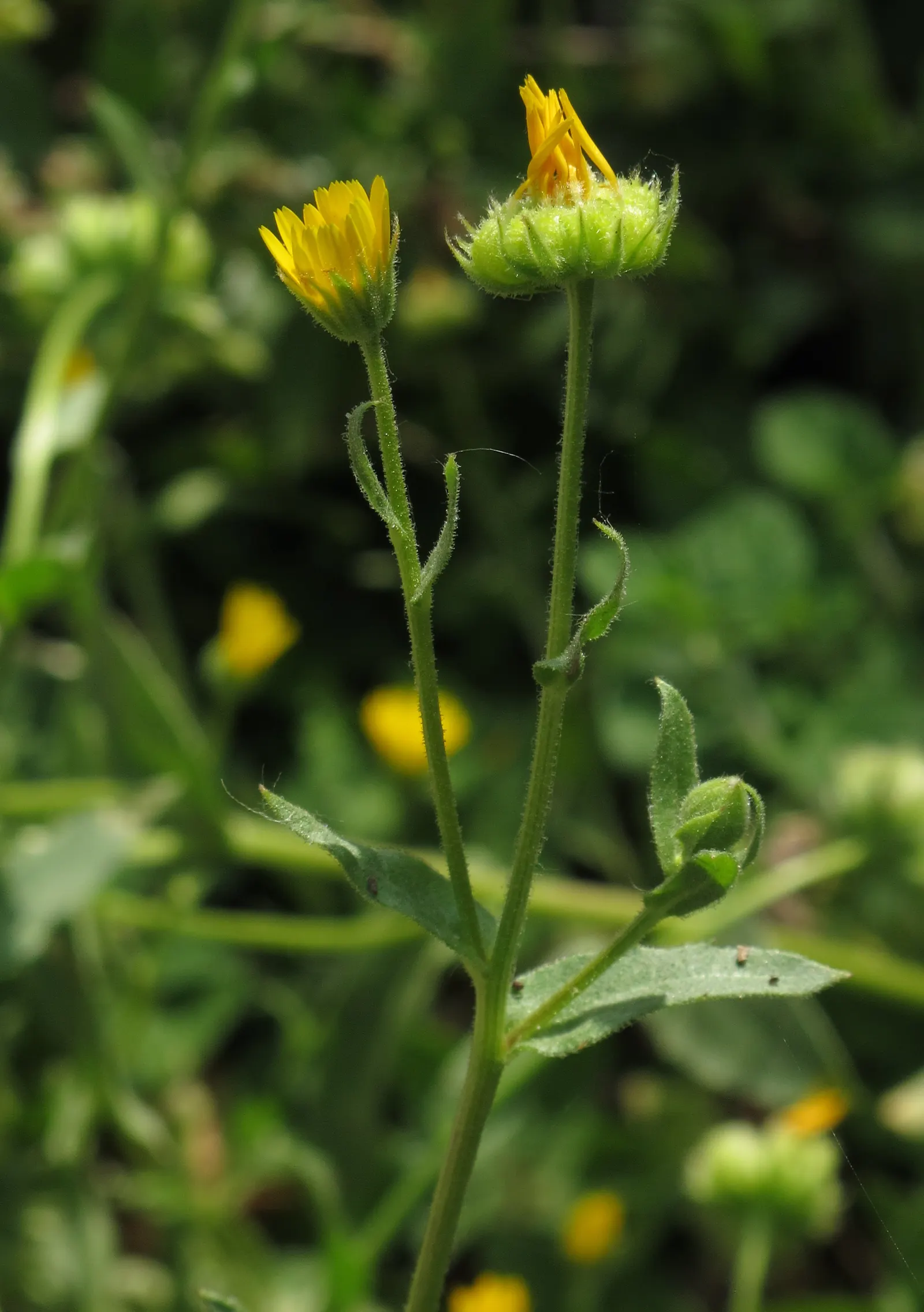 Calendula (Calendula Officinalis) — Ideal for borders and cottage gardens