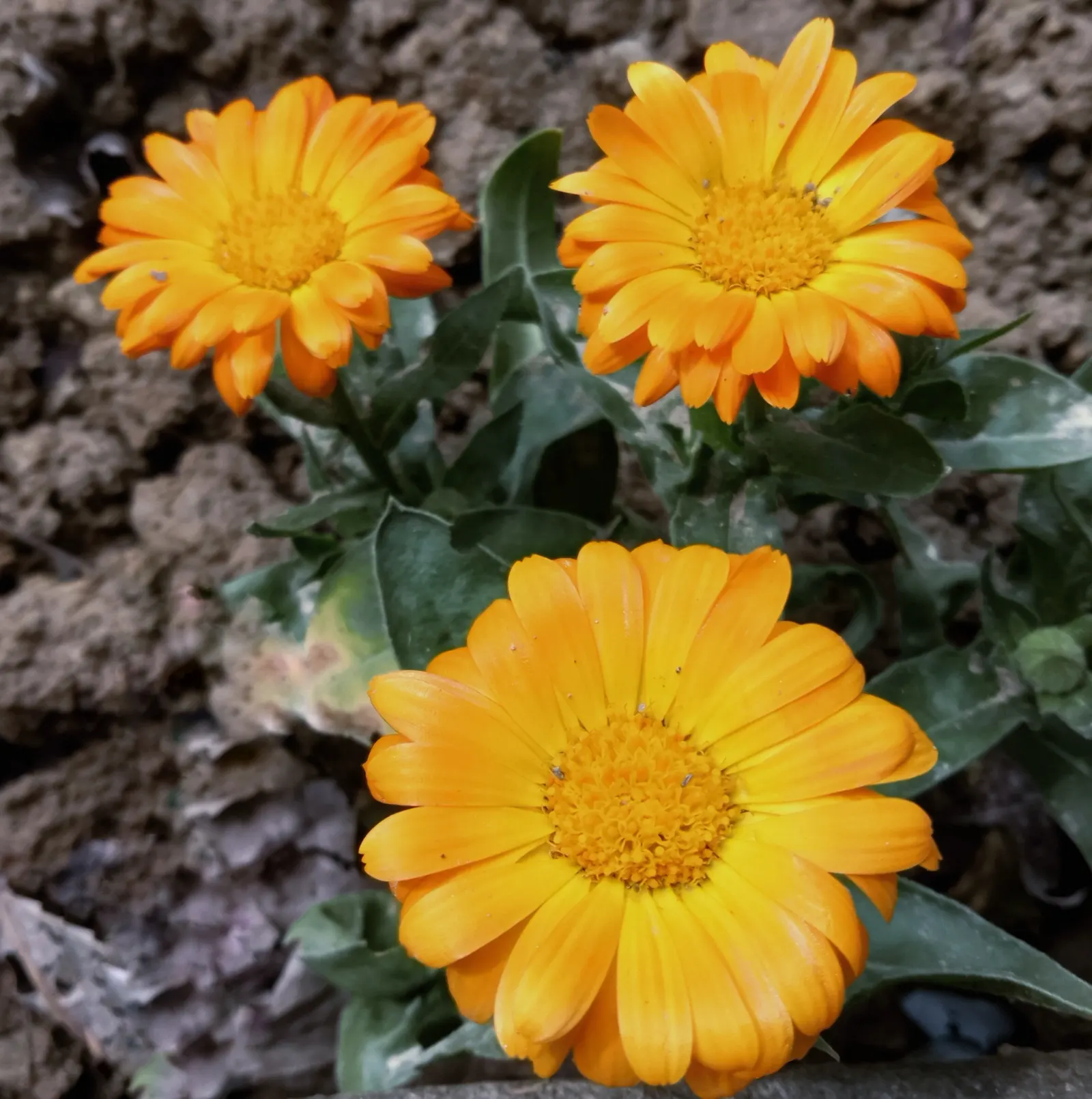 Calendula (Calendula Officinalis) — though they prefer moderately fertile