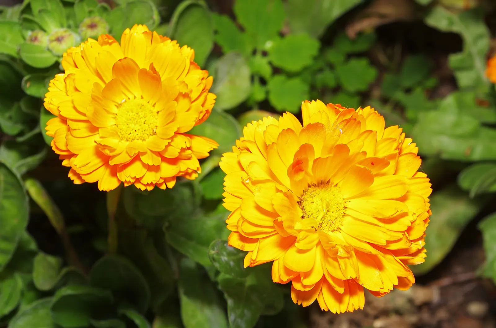 Calendula (Calendula Officinalis) — annual with gold and multi-colored and orange blooms