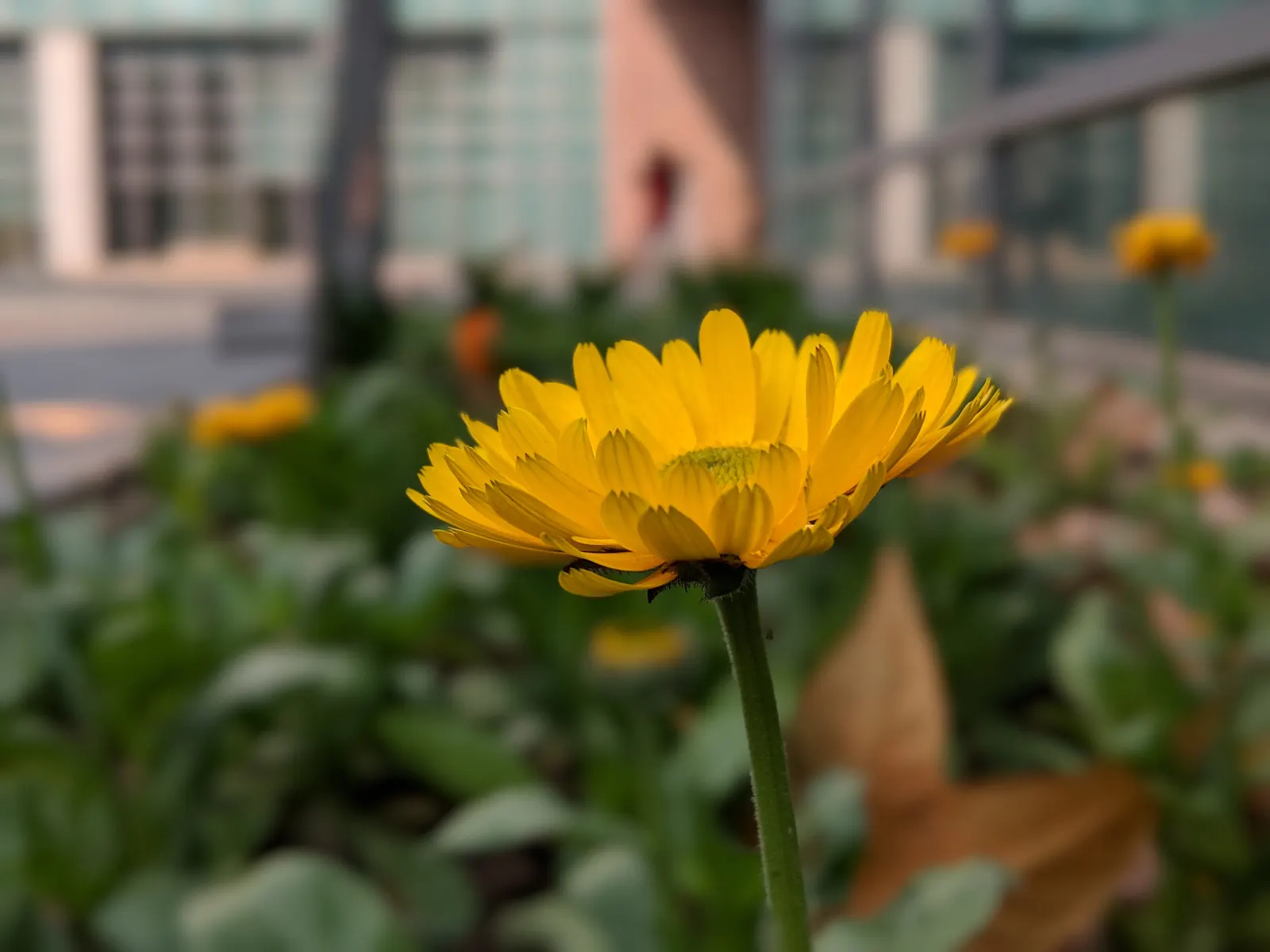 Calendula (Calendula Officinalis) — Although they are drought-resistant once established